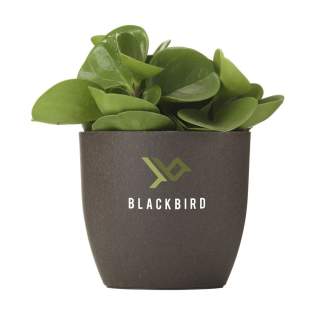 WoW! Un pot de fleurs entièrement compostable, fabriqué à partir de marc de café. Le marc de café qui reste après l'infusion est utilisé pour créer ce produit. Le marc de café est une matière organique et naturellement biodégradable. Le produit écologique parfait pour apporter un peu de verdure dans votre bureau. Ce produit répond à la norme requise pour le compostage industriel : EN13432. Fabriqué en Hollande. Aux Pays-Bas, 120 millions de kilos de marc de café sont produits chaque année. Le matériau à base de café est un mélange de marc de café usagé et d'un biopolymère. Le biopolymère du matériau à base de café est basé sur des matières premières recyclées provenant de la farine de pommes de terre, de céréales, de racines ou de graines. Le marc de café usagé est un flux de déchets provenant de l'industrie du café ou de l'environnement de bureau. Fabriqué en Hollande. Le marc de café étant une matière organique, il est naturellement biodégradable. Le biopolymère est également biodégradable et conforme à la norme EN13432 (norme pour le compostage industriel). Chaque article est fourni dans une boite individuelle en papier kraft marron. WoW! Un pot de fleurs entièrement compostable, fabriqué à partir de marc de café. Le marc de café qui reste après l'infusion est utilisé pour créer ce produit. Le marc de café est une matière organique et naturellement biodégradable. Le produit écologique parfait pour apporter un peu de verdure dans votre bureau. Ce produit répond à la norme requise pour le compostage industriel : EN13432. Fabriqué en Hollande. Aux Pays-Bas, 120 millions de kilos de marc de café sont produits chaque année. Le matériau à base de café est un mélange de marc de café usagé et d'un biopolymère. Le biopolymère du matériau à base de café est basé sur des matières premières recyclées provenant de la farine de pommes de terre, de céréales, de racines ou de graines. Le marc de café usagé est un flux de déchets provenant de l'industrie du café ou de l'environnement de bureau. Fabriqué en Hollande. Le marc de café étant une matière organique, il est naturellement biodégradable. Le biopolymère est également biodégradable et conforme à la norme EN13432 (norme pour le compostage industriel). Chaque article est fourni dans une boite individuelle en papier kraft marron.