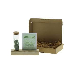 Tiny Treasurez® zijn levende mini-succulenten, als schatten uit de natuur. Deze prachtige groene decoraties vertegenwoordigen kleine ontdekkingen van moeder natuur en komen in verschillende soorten. Alle onze Tiny Treasurez® zijn uniek op zichzelf en hebben weinig onderhoud nodig, wat natuurlijk ideaal is. Ze kunnen heel langzaam wortels creëren, een illustratie van hun natuurlijke overlevingsdrang. Tiny Treasurez® hebben voldoende vochtreserves in hun blad om maandenlang droog te overleven. Ze symboliseren ook wel groei, leven en duurzaamheid. Wil je deze succulenten in een later stadium verder laten groeien, leg ze dan met de onderzijde voorzichtig in een potje gevuld met enigszins droge potgrond.<br /><br />Het FSC-gecertificeerde houten standaardje dient als houder voor de glazen tube, die gevuld is met wat zand en de minisucculenten. De houder kan worden gepersonaliseerd met jouw logo, slogan of boodschap. Het totaal is fraai verpakt in een doosje. Deze combinatie van glas, hout en de Tiny Treasurez® is een luxe en opvallend item voor bijvoorbeeld op het bureau. Op het kaartje staat het verhaal achter de Tiny Treasurez®, zodat ook de ontvanger weet wat voor unieks hij of zij ontvangt. Het levende plantje blijft lang in beeld bij de ontvanger, omdat het niet zomaar in een kast of prullenbak verdwijnt. Personaliseer ze met een boodschap op het product of door middel van een kaartje voor een blijvende indruk. Breng wat extra groene decoratie in huis met onze Tiny Treasurez®.<br /><br />Heeft u vragen over dit product, de gewenste personalisatie of eventuele verpakkingen? Neem dan gerust contact met ons op. Tiny Treasurez® zijn levende mini-succulenten, als schatten uit de natuur. Deze prachtige groene decoraties vertegenwoordigen kleine ontdekkingen van moeder natuur en komen in verschillende soorten. Alle onze Tiny Treasurez® zijn uniek op zichzelf en hebben weinig onderhoud nodig, wat natuurlijk ideaal is. Ze kunnen heel langzaam wortels creëren, een illustratie van hun natuurlijke overlevingsdrang. Tiny Treasurez® hebben voldoende vochtreserves in hun blad om maandenlang droog te overleven. Ze symboliseren ook wel groei, leven en duurzaamheid. Wil je deze succulenten in een later stadium verder laten groeien, leg ze dan met de onderzijde voorzichtig in een potje gevuld met enigszins droge potgrond.<br /><br />Het FSC-gecertificeerde houten standaardje dient als houder voor de glazen tube, die gevuld is met wat zand en de minisucculenten. De houder kan worden gepersonaliseerd met jouw logo, slogan of boodschap. Het totaal is fraai verpakt in een doosje. Deze combinatie van glas, hout en de Tiny Treasurez® is een luxe en opvallend item voor bijvoorbeeld op het bureau. Op het kaartje staat het verhaal achter de Tiny Treasurez®, zodat ook de ontvanger weet wat voor unieks hij of zij ontvangt. Het levende plantje blijft lang in beeld bij de ontvanger, omdat het niet zomaar in een kast of prullenbak verdwijnt. Personaliseer ze met een boodschap op het product of door middel van een kaartje voor een blijvende indruk. Breng wat extra groene decoratie in huis met onze Tiny Treasurez®.<br /><br />Heeft u vragen over dit product, de gewenste personalisatie of eventuele verpakkingen? Neem dan gerust contact met ons op.