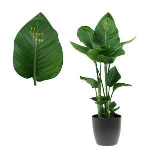 Deze indrukwekkende plant, beter bekend als de "Bird of Paradise", straalt luxe en exclusiviteit uit. Met de juiste verzorging – voldoende licht, regelmatige watergift en een stabiele temperatuur – behoudt deze Strelitzia zijn frisse uitstraling en gaat hij jarenlang mee. Daarnaast werkt de plant luchtzuiverend en draagt hij bij aan een gezondere werkomgeving. Dankzij het grote personalisatieoppervlak op een opvallend blad kan jouw logo, slogan of boodschap in stijlvol goud worden aangebracht, voor langdurige zichtbaarheid. Onderscheid je met deze Strelitzia: meer dan een frisse plant, een persoonlijk geschenk dat indruk maakt en blijvende waarde toevoegt.<br /><br />Message Printz® – Zeg het met bloemen en planten.<br />Dit product is onderdeel van onze Message Printz® lijn. Dit zijn levende bloemen en planten, gepersonaliseerd met een boodschap of een logo, direct op het blad of de bloem. Dankzij innovatieve technieken heeft de opdruk geen invloed op de gezondheid of levensduur van de plant. De boodschap of het logo blijft duidelijk zichtbaar zolang de plant goed blijft en is niet zomaar uit te wissen. Elk item uit de Message Printz® lijn is herkenbaar aan het kleine envelopsymbool. Een unieke en blijvende manier om jouw boodschap, merk of waardering over te brengen.<br /><br />Heeft u vragen over dit product, de uitgebreide mogelijkheden tot personalisatie of de bijbehorende verpakkingen? Neem gerust contact met ons op. Deze indrukwekkende plant, beter bekend als de "Bird of Paradise", straalt luxe en exclusiviteit uit. Met de juiste verzorging – voldoende licht, regelmatige watergift en een stabiele temperatuur – behoudt deze Strelitzia zijn frisse uitstraling en gaat hij jarenlang mee. Daarnaast werkt de plant luchtzuiverend en draagt hij bij aan een gezondere werkomgeving. Dankzij het grote personalisatieoppervlak op een opvallend blad kan jouw logo, slogan of boodschap in stijlvol goud worden aangebracht, voor langdurige zichtbaarheid. Onderscheid je met deze Strelitzia: meer dan een frisse plant, een persoonlijk geschenk dat indruk maakt en blijvende waarde toevoegt.<br /><br />Message Printz® – Zeg het met bloemen en planten.<br />Dit product is onderdeel van onze Message Printz® lijn. Dit zijn levende bloemen en planten, gepersonaliseerd met een boodschap of een logo, direct op het blad of de bloem. Dankzij innovatieve technieken heeft de opdruk geen invloed op de gezondheid of levensduur van de plant. De boodschap of het logo blijft duidelijk zichtbaar zolang de plant goed blijft en is niet zomaar uit te wissen. Elk item uit de Message Printz® lijn is herkenbaar aan het kleine envelopsymbool. Een unieke en blijvende manier om jouw boodschap, merk of waardering over te brengen.<br /><br />Heeft u vragen over dit product, de uitgebreide mogelijkheden tot personalisatie of de bijbehorende verpakkingen? Neem gerust contact met ons op.