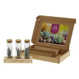 Tiny Treasurez® zijn levende mini-succulenten, als schatten uit de natuur. Deze prachtige groene decoraties vertegenwoordigen kleine ontdekkingen van moeder natuur en komen in verschillende soorten. Alle onze Tiny Treasurez® zijn uniek op zichzelf en hebben weinig onderhoud nodig, wat natuurlijk ideaal is. Ze kunnen heel langzaam wortels creëren, een illustratie van hun natuurlijke overlevingsdrang. Tiny Treasurez® hebben voldoende vochtreserves in hun blad om maandenlang droog te overleven. Ze symboliseren ook wel groei, leven en duurzaamheid. Wil je deze succulenten in een later stadium verder laten groeien, leg ze dan met de onderzijde voorzichtig in een potje gevuld met enigszins droge potgrond.<br /><br />Het FSC-gecertificeerde houten standaardje dient als houder voor de 3 glazen tubes, die gevuld zijn met wat zand en de minisucculenten. De houder kan worden gepersonaliseerd met jouw logo, slogan of boodschap. Het totaal is fraai verpakt in een doosje. Deze combinatie van glas, hout en de Tiny Treasurez® is een luxe en opvallend item voor bijvoorbeeld op het bureau. Op het kaartje staat het verhaal achter de Tiny Treasurez®, zodat ook de ontvanger weet wat voor unieks hij of zij ontvangt. Het levende plantje blijft lang in beeld bij de ontvanger, omdat het niet zomaar in een kast of prullenbak verdwijnt. Personaliseer ze met een boodschap op het product of door middel van een kaartje voor een blijvende indruk. Breng wat extra groene decoratie in huis met onze Tiny Treasurez®.<br /><br />Heeft u vragen over dit product, de gewenste personalisatie of eventuele verpakkingen? Neem dan gerust contact met ons op. Tiny Treasurez® zijn levende mini-succulenten, als schatten uit de natuur. Deze prachtige groene decoraties vertegenwoordigen kleine ontdekkingen van moeder natuur en komen in verschillende soorten. Alle onze Tiny Treasurez® zijn uniek op zichzelf en hebben weinig onderhoud nodig, wat natuurlijk ideaal is. Ze kunnen heel langzaam wortels creëren, een illustratie van hun natuurlijke overlevingsdrang. Tiny Treasurez® hebben voldoende vochtreserves in hun blad om maandenlang droog te overleven. Ze symboliseren ook wel groei, leven en duurzaamheid. Wil je deze succulenten in een later stadium verder laten groeien, leg ze dan met de onderzijde voorzichtig in een potje gevuld met enigszins droge potgrond.<br /><br />Het FSC-gecertificeerde houten standaardje dient als houder voor de 3 glazen tubes, die gevuld zijn met wat zand en de minisucculenten. De houder kan worden gepersonaliseerd met jouw logo, slogan of boodschap. Het totaal is fraai verpakt in een doosje. Deze combinatie van glas, hout en de Tiny Treasurez® is een luxe en opvallend item voor bijvoorbeeld op het bureau. Op het kaartje staat het verhaal achter de Tiny Treasurez®, zodat ook de ontvanger weet wat voor unieks hij of zij ontvangt. Het levende plantje blijft lang in beeld bij de ontvanger, omdat het niet zomaar in een kast of prullenbak verdwijnt. Personaliseer ze met een boodschap op het product of door middel van een kaartje voor een blijvende indruk. Breng wat extra groene decoratie in huis met onze Tiny Treasurez®.<br /><br />Heeft u vragen over dit product, de gewenste personalisatie of eventuele verpakkingen? Neem dan gerust contact met ons op.