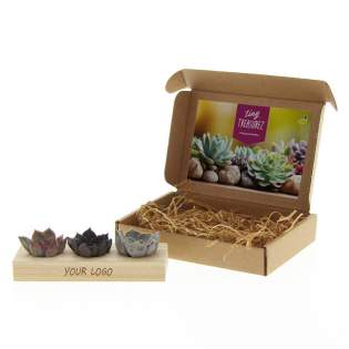 Tiny Treasurez® zijn levende mini-succulenten, als schatten uit de natuur. Deze prachtige groene decoraties vertegenwoordigen kleine ontdekkingen van moeder natuur en komen in verschillende soorten. Alle onze Tiny Treasurez® zijn uniek op zichzelf en hebben weinig onderhoud nodig, wat natuurlijk ideaal is. Ze kunnen heel langzaam wortels creëren, een illustratie van hun natuurlijke overlevingsdrang. Tiny Treasurez® hebben voldoende vochtreserves in hun blad om maandenlang droog te overleven. Ze symboliseren ook wel groei, leven en duurzaamheid. Wil je deze succulenten in een later stadium verder laten groeien, leg ze dan met de onderzijde voorzichtig in een potje gevuld met enigszins droge potgrond.<br /><br />Het FSC-gecertificeerde houten standaardje dient als houder voor de 3 mini-succulenten. De houder kan worden gepersonaliseerd met jouw logo, slogan of boodschap. Het totaal is fraai verpakt in een doosje. Deze combinatie van hout en de Tiny Treasurez® is een perfect item voor op het bureau. Op het kaartje staat het verhaal achter de Tiny Treasurez®, zodat ook de ontvanger weet wat voor unieks hij of zij ontvangt. Het levende plantje blijft lang in beeld bij de ontvanger, omdat het niet zomaar in een kast of prullenbak verdwijnt. Personaliseer ze met een boodschap op het product of door middel van een kaartje voor een blijvende indruk. Breng wat extra groene decoratie in huis met onze Tiny Treasurez®.<br /><br />Heeft u vragen over dit product, de gewenste personalisatie of eventuele verpakkingen? Neem dan gerust contact met ons op. Tiny Treasurez® zijn levende mini-succulenten, als schatten uit de natuur. Deze prachtige groene decoraties vertegenwoordigen kleine ontdekkingen van moeder natuur en komen in verschillende soorten. Alle onze Tiny Treasurez® zijn uniek op zichzelf en hebben weinig onderhoud nodig, wat natuurlijk ideaal is. Ze kunnen heel langzaam wortels creëren, een illustratie van hun natuurlijke overlevingsdrang. Tiny Treasurez® hebben voldoende vochtreserves in hun blad om maandenlang droog te overleven. Ze symboliseren ook wel groei, leven en duurzaamheid. Wil je deze succulenten in een later stadium verder laten groeien, leg ze dan met de onderzijde voorzichtig in een potje gevuld met enigszins droge potgrond.<br /><br />Het FSC-gecertificeerde houten standaardje dient als houder voor de 3 mini-succulenten. De houder kan worden gepersonaliseerd met jouw logo, slogan of boodschap. Het totaal is fraai verpakt in een doosje. Deze combinatie van hout en de Tiny Treasurez® is een perfect item voor op het bureau. Op het kaartje staat het verhaal achter de Tiny Treasurez®, zodat ook de ontvanger weet wat voor unieks hij of zij ontvangt. Het levende plantje blijft lang in beeld bij de ontvanger, omdat het niet zomaar in een kast of prullenbak verdwijnt. Personaliseer ze met een boodschap op het product of door middel van een kaartje voor een blijvende indruk. Breng wat extra groene decoratie in huis met onze Tiny Treasurez®.<br /><br />Heeft u vragen over dit product, de gewenste personalisatie of eventuele verpakkingen? Neem dan gerust contact met ons op.