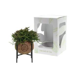 De Kokodama®, een botanische schoonheid die geen plastic bevat en voor 99% natuurlijk en 100% biologisch afbreekbaar is, biedt een unieke en duurzame optie voor relatiegeschenken. Haar bol van kokosvezels creëert een gezellig en duurzaam huis voor trendy en bijzondere planten. Hangend aan het plafond of zittend op een tafel bureau, de Kokodama® kan in elk interieur haar natuurlijke habitat vinden. Gemaakt met de hand in Sri Lanka, draagt de Kokodama® bij aan de lokale economie en stimuleert het vakmanschap. Deze Kokodama® Industrial variant bevat planten die lang meegaan, daarom is het ideaal voor op het bureau of op tafel.<br /><br />Naast het unieke uiterlijk van de Kokodama®, biedt dit product een uitstekende mogelijkheid tot personalisatie met een logo of slogan. Hierdoor wordt het meer dan alleen een decoratief object; het fungeert als een subtiel middel om jouw bedrijf of merk te promoten, of om simpelweg een boodschap over te brengen. Op deze manier bouw je een positieve associatie op met jouw bedrijf of merk, terwijl de Kokodama® op de bureaus van relaties of medewerkers prijkt. De Kokodama® wordt nog leuker om te geven én te ontvangen dankzij de passende FSC geschenkverpakking. Door dit geschenk te geven, toon je niet enkel waardering, maar versterk je ook relaties en betrokkenheid, terwijl je tegelijkertijd een positieve impact hebt op het imago van jouw bedrijf. <br /><br />Heeft u vragen over dit product, de gewenste personalisatie of eventuele verpakkingen? Neem dan gerust contact met ons op. De Kokodama®, een botanische schoonheid die geen plastic bevat en voor 99% natuurlijk en 100% biologisch afbreekbaar is, biedt een unieke en duurzame optie voor relatiegeschenken. Haar bol van kokosvezels creëert een gezellig en duurzaam huis voor trendy en bijzondere planten. Hangend aan het plafond of zittend op een tafel bureau, de Kokodama® kan in elk interieur haar natuurlijke habitat vinden. Gemaakt met de hand in Sri Lanka, draagt de Kokodama® bij aan de lokale economie en stimuleert het vakmanschap. Deze Kokodama® Industrial variant bevat planten die lang meegaan, daarom is het ideaal voor op het bureau of op tafel.<br /><br />Naast het unieke uiterlijk van de Kokodama®, biedt dit product een uitstekende mogelijkheid tot personalisatie met een logo of slogan. Hierdoor wordt het meer dan alleen een decoratief object; het fungeert als een subtiel middel om jouw bedrijf of merk te promoten, of om simpelweg een boodschap over te brengen. Op deze manier bouw je een positieve associatie op met jouw bedrijf of merk, terwijl de Kokodama® op de bureaus van relaties of medewerkers prijkt. De Kokodama® wordt nog leuker om te geven én te ontvangen dankzij de passende FSC geschenkverpakking. Door dit geschenk te geven, toon je niet enkel waardering, maar versterk je ook relaties en betrokkenheid, terwijl je tegelijkertijd een positieve impact hebt op het imago van jouw bedrijf. <br /><br />Heeft u vragen over dit product, de gewenste personalisatie of eventuele verpakkingen? Neem dan gerust contact met ons op.