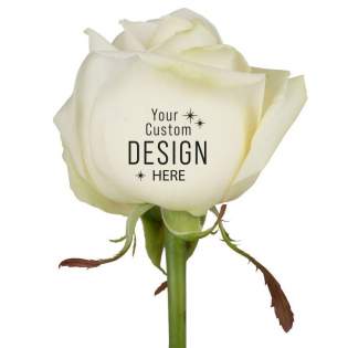 Imaginez, la rose emblématique - un symbole chargé de sens profond - maintenant entièrement personnalisée. Avec notre service unique, vous pouvez faire briller votre logo, votre souhait spécial ou votre slogan percutant sur cette rose magnifique, luxueuse et vivante. Une manière élégante et sincère de montrer à vos relations combien elles comptent pour vous. En plus de la symbolique inhérente à la rose, une rose imprimée crée un cadeau relationnel précieux et mémorable. La rose est emballée dans une pochette en kraft, ce qui facilite son don. La rose reste belle pendant environ 10 à 14 jours.<br /><br />Ces roses vivantes personnalisées ne sont pas seulement symboliquement précieuses, mais aussi pratiques. Parfaites pour distribuer lors de réunions, d'événements ou d'occasions professionnelles. Offrir une rose imprimée est une manière sublime d'exprimer votre gratitude et de remercier tous les participants de leur présence. Ce geste subtil de reconnaissance laissera sans aucun doute une impression durable, et la rose personnalisée constituera un magnifique souvenir du moment et de la relation. Laissez votre message fleurir sur cette fleur significative, et observez comment la puissance d'une rose personnalisée renforce les liens avec vos relations. Grâce à l'utilisation de techniques spéciales, nous pouvons garantir que la personnalisation de la fleur n'a pas d'impact sur sa durée de vie.<br /><br />Avez-vous des questions sur ce produit, la personnalisation souhaitée ou les emballages éventuels ? N'hésitez pas à nous contacter. <br />Les fleurs et les plantes sont des articles vivants et doivent être transportés avec soin pour garantir leur qualité. Cela comprend le maintien correct des plantes, la manipulation de leur fragilité et la prise en compte de l'impact de la température sur les plantes. Par conséquent, il est presque toujours nécessaire d'expédier nos produits par palette lorsqu'il s'agit de quantités importantes, même pour de petites quantités. N'hésitez pas à nous demander les frais de transport.