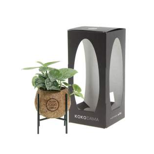 De Kokodama®, een botanische schoonheid die geen plastic bevat en voor 99% natuurlijk en 100% biologisch afbreekbaar is, biedt een unieke en duurzame optie voor relatiegeschenken. Haar bol van kokosvezels creëert een gezellig en duurzaam huis voor trendy en bijzondere planten. Hangend aan het plafond of zittend op een tafel bureau, de Kokodama® kan in elk interieur haar natuurlijke habitat vinden. Gemaakt met de hand in Sri Lanka, draagt de Kokodama® bij aan de lokale economie en stimuleert het vakmanschap. Deze Kokodama® mix bevat verschillende soorten groene planten welke met zorg zijn uitgekozen, deze levende planten vergen natuurlijk wel wat onderhoud. <br /><br />Naast het unieke uiterlijk van de Kokodama®, biedt dit product een uitstekende mogelijkheid tot personalisatie met een logo of slogan. Hierdoor wordt het meer dan alleen een decoratief object; het fungeert als een subtiel middel om jouw bedrijf of merk te promoten, of om simpelweg een boodschap over te brengen. Op deze manier bouw je een positieve associatie op met jouw bedrijf of merk, terwijl de Kokodama® op de bureaus van relaties of medewerkers prijkt. De Kokodama® wordt nog leuker om te geven én te ontvangen dankzij de passende FSC geschenkverpakking. Door dit geschenk te geven, toon je niet enkel waardering, maar versterk je ook relaties en betrokkenheid, terwijl je tegelijkertijd een positieve impact hebt op het imago van jouw bedrijf. <br /><br />Heeft u vragen over dit product, de gewenste personalisatie of eventuele verpakkingen? Neem dan gerust contact met ons op. De Kokodama®, een botanische schoonheid die geen plastic bevat en voor 99% natuurlijk en 100% biologisch afbreekbaar is, biedt een unieke en duurzame optie voor relatiegeschenken. Haar bol van kokosvezels creëert een gezellig en duurzaam huis voor trendy en bijzondere planten. Hangend aan het plafond of zittend op een tafel bureau, de Kokodama® kan in elk interieur haar natuurlijke habitat vinden. Gemaakt met de hand in Sri Lanka, draagt de Kokodama® bij aan de lokale economie en stimuleert het vakmanschap. Deze Kokodama® mix bevat verschillende soorten groene planten welke met zorg zijn uitgekozen, deze levende planten vergen natuurlijk wel wat onderhoud. <br /><br />Naast het unieke uiterlijk van de Kokodama®, biedt dit product een uitstekende mogelijkheid tot personalisatie met een logo of slogan. Hierdoor wordt het meer dan alleen een decoratief object; het fungeert als een subtiel middel om jouw bedrijf of merk te promoten, of om simpelweg een boodschap over te brengen. Op deze manier bouw je een positieve associatie op met jouw bedrijf of merk, terwijl de Kokodama® op de bureaus van relaties of medewerkers prijkt. De Kokodama® wordt nog leuker om te geven én te ontvangen dankzij de passende FSC geschenkverpakking. Door dit geschenk te geven, toon je niet enkel waardering, maar versterk je ook relaties en betrokkenheid, terwijl je tegelijkertijd een positieve impact hebt op het imago van jouw bedrijf. <br /><br />Heeft u vragen over dit product, de gewenste personalisatie of eventuele verpakkingen? Neem dan gerust contact met ons op.