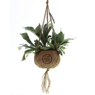 De Kokodama®, een botanische schoonheid die geen plastic bevat en voor 99% natuurlijk en 100% biologisch afbreekbaar is, biedt een unieke en duurzame optie voor relatiegeschenken. Haar bol van kokosvezels creëert een gezellig en duurzaam huis voor trendy en bijzondere planten. Hangend aan het plafond of zittend op een tafel bureau, de Kokodama® kan in elk interieur haar natuurlijke habitat vinden. Gemaakt met de hand in Sri Lanka, draagt de Kokodama® bij aan de lokale economie en stimuleert het vakmanschap. Deze extra grote Kokodama® is een opvallende verschijning.<br /><br />Naast het unieke uiterlijk van de Kokodama®, biedt dit product een uitstekende mogelijkheid tot personalisatie met een logo of slogan. Hierdoor wordt het meer dan alleen een decoratief object; het fungeert als een subtiel middel om jouw bedrijf of merk te promoten, of om simpelweg een boodschap over te brengen. Op deze manier bouw je een positieve associatie op met jouw bedrijf of merk, terwijl de Kokodama® op de bureaus van relaties of medewerkers prijkt. De Kokodama® wordt nog leuker om te geven én te ontvangen dankzij de passende FSC geschenkverpakking. Door dit geschenk te geven, toon je niet enkel waardering, maar versterk je ook relaties en betrokkenheid, terwijl je tegelijkertijd een positieve impact hebt op het imago van jouw bedrijf. <br /><br />Heeft u vragen over dit product, de gewenste personalisatie of eventuele verpakkingen? Neem dan gerust contact met ons op. De Kokodama®, een botanische schoonheid die geen plastic bevat en voor 99% natuurlijk en 100% biologisch afbreekbaar is, biedt een unieke en duurzame optie voor relatiegeschenken. Haar bol van kokosvezels creëert een gezellig en duurzaam huis voor trendy en bijzondere planten. Hangend aan het plafond of zittend op een tafel bureau, de Kokodama® kan in elk interieur haar natuurlijke habitat vinden. Gemaakt met de hand in Sri Lanka, draagt de Kokodama® bij aan de lokale economie en stimuleert het vakmanschap. Deze extra grote Kokodama® is een opvallende verschijning.<br /><br />Naast het unieke uiterlijk van de Kokodama®, biedt dit product een uitstekende mogelijkheid tot personalisatie met een logo of slogan. Hierdoor wordt het meer dan alleen een decoratief object; het fungeert als een subtiel middel om jouw bedrijf of merk te promoten, of om simpelweg een boodschap over te brengen. Op deze manier bouw je een positieve associatie op met jouw bedrijf of merk, terwijl de Kokodama® op de bureaus van relaties of medewerkers prijkt. De Kokodama® wordt nog leuker om te geven én te ontvangen dankzij de passende FSC geschenkverpakking. Door dit geschenk te geven, toon je niet enkel waardering, maar versterk je ook relaties en betrokkenheid, terwijl je tegelijkertijd een positieve impact hebt op het imago van jouw bedrijf. <br /><br />Heeft u vragen over dit product, de gewenste personalisatie of eventuele verpakkingen? Neem dan gerust contact met ons op.