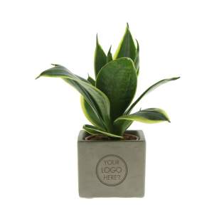 Betonnen potje met een persoonlijke boodschap of een logo; Ontdek de perfecte groene mix in combinatie met de elegantie en robuustheid van onze Congreet® plantpotten. Ideaal voor op kantoor vanwege hun eenvoudige onderhoud, lange levensduur en luchtzuiverende eigenschappen. De Congreet® met planten combineren stoerheid en luxe met een verfrissende uitstraling. De naam ‘Congreet®’ knipoogt naar het gebruikte materiaal (beton) en het vermogen om groeten en boodschappen over te brengen.<br /><br />De Congreet® plantenpotten zijn gevuld met een mix van kwalitatieve en verfrissende sansevieria planten, die bekend staan om hun luchtzuiverende eigenschappen en bijdrage aan een gezondere werkomgeving. Met hun minimale onderhoudsbehoeften zijn ze perfect voor op kantoor en voegen ze een decoratief accent toe aan elke ruimte wat lang in beeld is. Kortom, ze zijn de ideale keuze voor jou. Als er toch de voorkeur is voor een andere plant, neem dan gerust contact met ons op.<br /><br />Met een nauwkeurige gravure op het betonnen oppervlak, biedt Congreet® een tijdloze uitstraling die past op elk bureau, tafel of kantoorruimte. De mogelijkheden zijn eindeloos – van bedrijfslogo’s tot inspirerende citaten – waardoor deze potjes zich onderscheiden als promotionele artikelen of relatiegeschenken. Of het nu gaat om een blijk van waardering voor medewerkers, een promotioneel geschenk voor klanten, of een feestelijke touch tijdens speciale evenementen, Congreet® past naadloos in elke zakelijke setting.<br /><br />Heeft u vragen over dit product, de gewenste personalisatie of eventuele verpakkingen? Neem dan gerust contact met ons op. Betonnen potje met een persoonlijke boodschap of een logo; Ontdek de perfecte groene mix in combinatie met de elegantie en robuustheid van onze Congreet® plantpotten. Ideaal voor op kantoor vanwege hun eenvoudige onderhoud, lange levensduur en luchtzuiverende eigenschappen. De Congreet® met planten combineren stoerheid en luxe met een verfrissende uitstraling. De naam ‘Congreet®’ knipoogt naar het gebruikte materiaal (beton) en het vermogen om groeten en boodschappen over te brengen.<br /><br />De Congreet® plantenpotten zijn gevuld met een mix van kwalitatieve en verfrissende sansevieria planten, die bekend staan om hun luchtzuiverende eigenschappen en bijdrage aan een gezondere werkomgeving. Met hun minimale onderhoudsbehoeften zijn ze perfect voor op kantoor en voegen ze een decoratief accent toe aan elke ruimte wat lang in beeld is. Kortom, ze zijn de ideale keuze voor jou. Als er toch de voorkeur is voor een andere plant, neem dan gerust contact met ons op.<br /><br />Met een nauwkeurige gravure op het betonnen oppervlak, biedt Congreet® een tijdloze uitstraling die past op elk bureau, tafel of kantoorruimte. De mogelijkheden zijn eindeloos – van bedrijfslogo’s tot inspirerende citaten – waardoor deze potjes zich onderscheiden als promotionele artikelen of relatiegeschenken. Of het nu gaat om een blijk van waardering voor medewerkers, een promotioneel geschenk voor klanten, of een feestelijke touch tijdens speciale evenementen, Congreet® past naadloos in elke zakelijke setting.<br /><br />Heeft u vragen over dit product, de gewenste personalisatie of eventuele verpakkingen? Neem dan gerust contact met ons op.