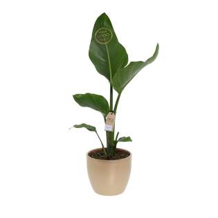 Deze indrukwekkende plant, beter bekend als de "Bird of Paradise", straalt luxe en exclusiviteit uit. Met de juiste verzorging – voldoende licht, regelmatige watergift en een stabiele temperatuur – behoudt deze Strelitzia zijn frisse uitstraling en gaat hij jarenlang mee. Daarnaast werkt de plant luchtzuiverend en draagt hij bij aan een gezondere werkomgeving. Dankzij het grote personalisatieoppervlak op een opvallend blad kan jouw logo, slogan of boodschap in stijlvol goud worden aangebracht, voor langdurige zichtbaarheid. Onderscheid je met deze Strelitzia: meer dan een frisse plant, een persoonlijk geschenk dat indruk maakt en blijvende waarde toevoegt.<br /><br />Message Printz® – Zeg het met bloemen en planten.<br />Dit product is onderdeel van onze Message Printz® lijn. Dit zijn levende bloemen en planten, gepersonaliseerd met een boodschap of een logo, direct op het blad of de bloem. Dankzij innovatieve technieken heeft de opdruk geen invloed op de gezondheid of levensduur van de plant. De boodschap of het logo blijft duidelijk zichtbaar zolang de plant goed blijft en is niet zomaar uit te wissen. Elk item uit de Message Printz® lijn is herkenbaar aan het kleine envelopsymbool. Een unieke en blijvende manier om jouw boodschap, merk of waardering over te brengen.<br /><br />Heeft u vragen over dit product, de uitgebreide mogelijkheden tot personalisatie of de bijbehorende verpakkingen? Neem gerust contact met ons op. Deze indrukwekkende plant, beter bekend als de "Bird of Paradise", straalt luxe en exclusiviteit uit. Met de juiste verzorging – voldoende licht, regelmatige watergift en een stabiele temperatuur – behoudt deze Strelitzia zijn frisse uitstraling en gaat hij jarenlang mee. Daarnaast werkt de plant luchtzuiverend en draagt hij bij aan een gezondere werkomgeving. Dankzij het grote personalisatieoppervlak op een opvallend blad kan jouw logo, slogan of boodschap in stijlvol goud worden aangebracht, voor langdurige zichtbaarheid. Onderscheid je met deze Strelitzia: meer dan een frisse plant, een persoonlijk geschenk dat indruk maakt en blijvende waarde toevoegt.<br /><br />Message Printz® – Zeg het met bloemen en planten.<br />Dit product is onderdeel van onze Message Printz® lijn. Dit zijn levende bloemen en planten, gepersonaliseerd met een boodschap of een logo, direct op het blad of de bloem. Dankzij innovatieve technieken heeft de opdruk geen invloed op de gezondheid of levensduur van de plant. De boodschap of het logo blijft duidelijk zichtbaar zolang de plant goed blijft en is niet zomaar uit te wissen. Elk item uit de Message Printz® lijn is herkenbaar aan het kleine envelopsymbool. Een unieke en blijvende manier om jouw boodschap, merk of waardering over te brengen.<br /><br />Heeft u vragen over dit product, de uitgebreide mogelijkheden tot personalisatie of de bijbehorende verpakkingen? Neem gerust contact met ons op.