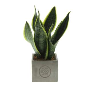 Betonnen potje met een persoonlijke boodschap of een logo; Ontdek de perfecte groene mix in combinatie met de elegantie en robuustheid van onze Congreet® plantpotten. Ideaal voor op kantoor vanwege hun eenvoudige onderhoud, lange levensduur en luchtzuiverende eigenschappen. De Congreet® met planten combineren stoerheid en luxe met een verfrissende uitstraling. De naam ‘Congreet®’ knipoogt naar het gebruikte materiaal (beton) en het vermogen om groeten en boodschappen over te brengen.<br /><br />De Congreet® plantenpotten zijn gevuld met een mix van kwalitatieve en verfrissende sansevieria planten, die bekend staan om hun luchtzuiverende eigenschappen en bijdrage aan een gezondere werkomgeving. Met hun minimale onderhoudsbehoeften zijn ze perfect voor op kantoor en voegen ze een decoratief accent toe aan elke ruimte wat lang in beeld is. Kortom, ze zijn de ideale keuze voor jou. Als er toch de voorkeur is voor een andere plant, neem dan gerust contact met ons op.<br /><br />Met een nauwkeurige gravure op het betonnen oppervlak, biedt Congreet® een tijdloze uitstraling die past op elk bureau, tafel of kantoorruimte. De mogelijkheden zijn eindeloos – van bedrijfslogo’s tot inspirerende citaten – waardoor deze potjes zich onderscheiden als promotionele artikelen of relatiegeschenken. Of het nu gaat om een blijk van waardering voor medewerkers, een promotioneel geschenk voor klanten, of een feestelijke touch tijdens speciale evenementen, Congreet® past naadloos in elke zakelijke setting.<br /><br />Heeft u vragen over dit product, de gewenste personalisatie of eventuele verpakkingen? Neem dan gerust contact met ons op. Betonnen potje met een persoonlijke boodschap of een logo; Ontdek de perfecte groene mix in combinatie met de elegantie en robuustheid van onze Congreet® plantpotten. Ideaal voor op kantoor vanwege hun eenvoudige onderhoud, lange levensduur en luchtzuiverende eigenschappen. De Congreet® met planten combineren stoerheid en luxe met een verfrissende uitstraling. De naam ‘Congreet®’ knipoogt naar het gebruikte materiaal (beton) en het vermogen om groeten en boodschappen over te brengen.<br /><br />De Congreet® plantenpotten zijn gevuld met een mix van kwalitatieve en verfrissende sansevieria planten, die bekend staan om hun luchtzuiverende eigenschappen en bijdrage aan een gezondere werkomgeving. Met hun minimale onderhoudsbehoeften zijn ze perfect voor op kantoor en voegen ze een decoratief accent toe aan elke ruimte wat lang in beeld is. Kortom, ze zijn de ideale keuze voor jou. Als er toch de voorkeur is voor een andere plant, neem dan gerust contact met ons op.<br /><br />Met een nauwkeurige gravure op het betonnen oppervlak, biedt Congreet® een tijdloze uitstraling die past op elk bureau, tafel of kantoorruimte. De mogelijkheden zijn eindeloos – van bedrijfslogo’s tot inspirerende citaten – waardoor deze potjes zich onderscheiden als promotionele artikelen of relatiegeschenken. Of het nu gaat om een blijk van waardering voor medewerkers, een promotioneel geschenk voor klanten, of een feestelijke touch tijdens speciale evenementen, Congreet® past naadloos in elke zakelijke setting.<br /><br />Heeft u vragen over dit product, de gewenste personalisatie of eventuele verpakkingen? Neem dan gerust contact met ons op.