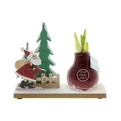 Les No Water Flowers® sont un cadeau luxueux, en pleine croissance et en floraison. Les No Water Flowers® vivantes sont reconnues pour leurs bulbes d'Amaryllis en cire, fabriqués à la main de manière unique. Ces bulbes d'Amaryllis spécialement sélect...