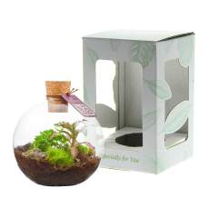Kies voor een uniek en gepersonaliseerd plantenterrarium met jouw logo als zakelijk relatiegeschenk, waar de ontvanger langdurig van geniet. Dit kleine, ronde model zorgt voor een sfeervolle groene touch op elk bureau. Onze Wardians® ecosystemen bevatten prachtige levende planten in een glazen terrarium,  afgesloten met kurk. Een ecosysteem of plantenterrarium creëert een zelfregulerend mini-biotoop waarin levende organismen samenwerken om alles te recyclen. Hierdoor kunnen de planten gedijen zonder externe verzorging. Zo heeft de ontvanger van dit groene cadeau er nauwlijks onderhoudt aan, maar wél langdurig plezier van.<br /><br />Deze ecosystemem zijn het erfgoed van de originele Wardian case, een innovatieve uitvinding van Nathaniel Bagshaw Ward uit de 19e eeuw. Dit idee van Ward om een enorm ecosysteem op een schip te maken, werd oorspronkelijk ontworpen om planten te beschermen tijdens lange zeereizen. De planten konden door deze uitvinding de reis overleven dankzij het zelfregulerende systeem dat op het schip gecreëerd was. Onze Wardians® plantenterrariums zetten deze traditie voort door historische elegantie te combineren met moderne functionaliteit. Geniet van de tijdloze schoonheid en het praktische nut, geïnspireerd door Wards opmerkelijke uitvinding. <br /><br />Ecosystemen staan symbool voor groei, balans en samenwerking. Een Wardians® plantenterrarium brengt niet alleen sfeer in huis of op kantoor, maar krijgt door personalisatie ook een functioneel karakter. Door de kurk of het hanglabel te bedrukken met jouw logo, slogan of boodschap, blijft jouw merk op een groene en originele manier top of mind.<br /><br />De luxe en beschermende giftbox maakt het cadeau helemaal af en zorgt voor een indrukwekkende unboxing-ervaring – voor zowel de gever als de ontvanger.<br /><br />Heeft u vragen over dit product, de gewenste personalisatie of eventuele verpakkingen? Neem dan gerust contact met ons op.