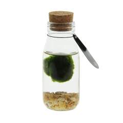 Diese grünen Marimo Moosbälle bilden ein faszinierendes Naturphänomen, das ein Gefühl von Ruhe und Staunen hervorruft. Diese grünen kugelförmigen Kreationen ähneln weichem Moos, sind jedoch tatsächlich Kolonien von Algen, die sich an seltenen Orten auf der ganzen Welt am Grund von tiefen Seen ansammeln und drehen. Marimo-Moosbälle gelten oft als Symbole für Glück, Liebe und Harmonie. In Japan, wo sie ursprünglich entdeckt wurden, werden sie als "Marimo no koi" oder "Bälle der Liebe" bezeichnet. Sie werden oft als Geschenke gegeben, um Freundschaft und Liebe zu symbolisieren, und gelten als Glücksbringer.<br /><br />Das Hinzufügen eines Logos auf den Korken oder einer personalisierten Karte zu den Marimo-Moosbällen bietet eine Personalisierung und verstärkt ihre symbolische Bedeutung. Es macht das Geschenk einzigartiger und zeigt, dass für den Empfänger besondere Sorgfalt getragen wurde, während es je nach Situation auch Markenerkennung oder eine besondere Botschaft vermitteln kann. Es ist eine Möglichkeit, den Wert und die Bedeutung des Geschenks zu steigern.<br /><br />Die Pflege von Marimo-Moosbällen ist einfach und angenehm. Wechseln Sie alle 1-3 Wochen das Wasser mit sauberem Wasser und nutzen Sie die Gelegenheit, die Moosbälle vorsichtig abzuspülen und auszudrücken. Wenn sie ihre runde Form verlieren, können Sie sie vorsichtig mit den Händen wieder in Form bringen. Anfangs schwimmen sie, aber im Laufe der Zeit werden diese grünen Naturphänomene auf den Grund sinken.<br /><br />Marimo-Varianten werden in der Regel mit blauem und gelbem Kies geliefert. Dies kann auf Wunsch auch in der Farbe Ihrer Wahl personalisiert werden.<br /><br />Haben Sie Fragen zu diesem Produkt, zur gewünschten Personalisierung oder möglichen Verpackungsoptionen? Zögern Sie nicht, uns zu kontaktieren.