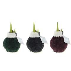 These living No Water Flowers® are known for their unique handmade wax Amaryllis bulbs. These specially selected and tested Amaryllis bulbs have enough energy to grow and bloom without water. Authentic No Water Flowers® produce relatively short flower stems, do not topple over, and are guaranteed to bloom. Each Amaryllis bulb is first carefully cleaned and then perfectly waxed. These No Water Flowers® from the Fashionz line are dressed with a mix of socks featuring animal prints, which are very distinctive.<br /><br />The No Water Flowers® can be packaged in a matching FSC-certified gift box, making them extra fun to give away. This gift box can also be personalized with a backing card entirely in your style. This way, you can convey your Christmas greeting, corporate identity, or message extra well. This is a separate card that fits perfectly into the gift box, but can also be removed after use.<br /><br />All No Water Flowers® come with a metal support, allowing the wax Amaryllis to be placed securely and remain stable. The Original No Water Flowers® are easily recognizable by the square label attached to the bulb. These Amaryllis bulbs require no care. Place the wax Amaryllis in a bright spot, but not in direct sunlight, and enjoy the beautiful flowers that develop within 3 to 5 weeks. Flower bulbs are natural products, each bulb is unique and has a different shape.<br /><br />No Water Flowers® are available only from September to February. <br />If you have any questions about this product, desired personalization, or packaging options, please feel free to contact us.