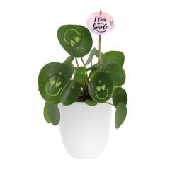 With this living plant, you can bring a smile to your clients' faces, exude positivity, and bring life to the office. The trendy Pancake Plant has been transformed into the Smylieplant®, which makes everyone happy. The Pilea peperomioides, better known as the Pancake Plant, is back in style. This well-known plant features 3 smileys, giving it a unique appearance. It is also known as the ideal desk plant, as both plants and smiling are good for health. When this plant receives enough water and light, it can last a very long time. The smileys and logos will remain on the plant unless the leaf they are on falls off. This is a normal occurrence in plants, but it can take a while.<br /><br />It is, of course, possible to personalize the Smylieplant® with your logo or design. Thanks to our special techniques, applying the smileys or logos does not affect the plant's lifespan. This allows you to showcase your logo, slogan, or message on one or all of the Smylieplant® leaves, leaving a unique impression. Additionally, we also offer the option to personalize the plant label, print on the plant pot, or include a customized card. If you really want to bring a smile to someone's face and radiate positivity, the Smylieplant® is the perfect item.<br /><br />This product is always packed in a protective transparent plant sleeve, even when packed in a gift box. We do this to protect the plant against possible damage. If you have any questions about this product, desired personalization, or packaging options, please feel free to contact us.