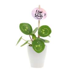 Avec cette plante vivante, vous pouvez apporter un sourire sur le visage de vos clients, rayonner de positivité et apporter de la vie au bureau. La plante tendance Pancake Plant a été transformée en Smylieplant®, qui rend tout le monde heureux. Le Pilea peperomioides, mieux connu sous le nom de Pancake Plant, est de retour à la mode. Cette plante bien connue présente 3 smileys, ce qui lui donne une apparence unique. Elle est également connue comme la plante de bureau idéale, car les plantes et les sourires sont bons pour la santé. Lorsque cette plante reçoit suffisamment d'eau et de lumière, elle peut durer très longtemps. Les smileys et logos resteront sur la plante à moins que la feuille sur laquelle ils se trouvent ne tombe. C'est un phénomène normal chez les plantes, mais cela peut prendre du temps.<br /><br />Il est bien sûr possible de personnaliser la Smylieplant® avec votre logo ou votre design. Grâce à nos techniques spéciales, l'application des smileys ou des logos n'affecte pas la durée de vie de la plante. Cela vous permet de mettre en valeur votre logo, slogan ou message sur une ou toutes les feuilles de la Smylieplant®, laissant ainsi une impression unique. Nous offrons également la possibilité de personnaliser l’étiquette de la plante, d’imprimer sur le pot ou d’ajouter une carte personnalisée. Si vous voulez vraiment apporter un sourire sur le visage de quelqu'un et diffuser de la positivité, la Smylieplant® est l'article parfait.<br /><br />Ce produit est toujours emballé dans une pochette protectrice transparente pour plantes, même lorsqu'il est emballé dans une boîte cadeau. Nous faisons cela pour protéger la plante contre d’éventuels dommages. Si vous avez des questions concernant ce produit, la personnalisation souhaitée ou les options d'emballage, n'hésitez pas à nous contacter.