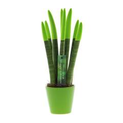 Ontdek deze Sansevieria TOP-line planten: een opvallende twist aan de klassieke sansevieria. Oorspronkelijk bekend om zijn robuustheid, hebben we deze plant een modern tintje gegeven door een scala aan levendige kleuren toe te voegen. Het begon allemaal toen we merkten dat de traditionele groene sansevieria uit de gratie raakte. Met het doel om deze prachtige plant voor iedereen toegankelijk te maken, werd de TOP-line serie geboren. Nu kunnen liefhebbers van elke kleur een sansevieria in huis halen die perfect past bij hun persoonlijkheid of zelfs bij de bedrijfskleuren.<br /><br />Onze TOP-line sansevieria's zijn bedekt met een zacht fluwelen materiaal, bekend als de Velvet Touchz variant, waardoor ze niet alleen visueel aantrekkelijk zijn, maar ook heerlijk aanvoelen. Met onze TOP-line serie kun je je eigen huisstijl van het bedrijf volledig tot uiting brengen. Of het nu de kleur van je logo gaat, of iets wat leuk is voor op de bureaus om door het hele kantoor terug te laten komen, de mogelijkheden zijn eindeloos. Dit plantje staat in een keramiek potje en kan verpakt worden in een FSC gecertificeerde giftbox wat het weggeven extra leuk maakt. Deze plant kan wel jaren meegaan en vergt weinig onderhoud.<br /><br />Heeft u vragen over dit product, de gewenste personalisatie of eventuele verpakkingen? Neem dan gerust contact met ons op.