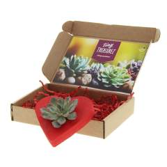 Tiny Treasurez® are living mini-succulents, like treasures from nature. These beautiful green decorations represent small discoveries from Mother Nature and come in various types. All our Tiny Treasurez® are unique in themselves and require little maintenance, which is naturally ideal. They can very slowly create roots, an illustration of their natural survival instinct. Tiny Treasurez® have enough moisture reserves in their leaves to survive dry conditions for months. They also symbolize growth, life, and sustainability. If you want to let these succulents grow further at a later stage, place them carefully with the bottom side in a pot filled with slightly dry potting soil.<br /><br />The Tiny Treasurez® Lovely Heart is a perfect symbolic gift that can be sent through the mail or handed out in person. The red heart is an FSC-certified wooden stand that serves as a holder for the mini succulent. The entire package is beautifully presented in a mailbox-sized box, making it easy to send and distribute. This combination of the heart shape and Tiny Treasurez® is a perfect item for the desk. The card includes the story behind Tiny Treasurez®, so the recipient knows what unique gift they are receiving. The living plant stays in sight for a long time with the recipient because it doesn't just end up in a cupboard or trash bin. Personalize them with a message on the product or with a card for a lasting impression. Bring some extra green decoration into your home with our Tiny Treasurez®.<br /><br />If you have any questions about this product, desired personalization, or packaging options, please feel free to contact us.<br /><br />Flowers and plants are living items and should be transported with care to ensure quality. Feel free to ask us about the shipping costs.