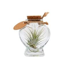 Des tillandsias dans un petit vase en forme de cœur ! Les plantes aériennes sont tendance et amusantes, avec un caractère contemporain qui s'intègre parfaitement dans tout espace moderne. Ce qui les rend si spéciales, c'est leur capacité unique à survivre dans différents environnements avec un entretien minimal. Ces petites plantes absorbent les nutriments de l'air, nécessitant peu d'entretien et les rendant idéales pour ceux qui ont moins la main verte. Elles symbolisent l'adaptabilité et l'insouciance, tout en ajoutant une touche de verdure à n'importe quelle pièce. Il peut aussi être amusant de faire référence à des activités liées à l'air.<br /><br />En personnalisant sur un bouchon, sur un support en bois ou à l'aide d'une étiquette suspendue, l'ensemble peut être rendu unique. En plaçant le logo de votre entreprise ou un message inspirant sur les plantes aériennes, vous augmentez la notoriété de votre marque et créez des associations positives avec les destinataires. Les plantes aériennes personnalisées sont polyvalentes et adaptées à différents groupes cibles et occasions. Ces plantes aériennes sont très faciles d'entretien et peuvent durer des mois à des années, tout en attirant des regards admiratifs.<br /><br />Avez-vous des questions sur ce produit, la personnalisation souhaitée ou des emballages éventuels ? N'hésitez pas à nous contacter.