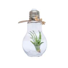 Luchtplantjes in een glazen lichtbol! Dit staat symbool voor een nieuw idee of een verfrissende blik. Luchtplantjes zijn trendy en leuk, met een eigentijds karakter dat perfect past bij elke moderne ruimte. Wat ze zo speciaal maakt, is hun unieke vermogen om te overleven in diverse omgevingen met minimale verzorging. Deze kleine plantjes halen voedingsstoffen uit de lucht, waardoor ze weinig onderhoud vergen en ideaal zijn voor de mensen met wat minder groene vingers. Ze symboliseren aanpassingsvermogen en zorgeloosheid, terwijl ze een vleugje groen toevoegen aan elke kamer. Het kan ook leuk zijn om te refereren aan lucht gerelateerde activiteiten.<br /><br />Met bijvoorbeeld een personalisatie op een kurk, op een houten standaard of door middel van een hanglabel kan het geheel eigen gemaakt worden. Door het plaatsen van je bedrijfslogo of een inspirerende boodschap op de luchtplantjes, vergroot je de merkbekendheid van je bedrijf en creëer je positieve associaties bij de ontvangers. Gepersonaliseerde luchtplantjes zijn flexibel inzetbaar en passen bij verschillende doelgroepen en gelegenheden. Deze luchtplantjes zijn zeer onderhoudsvriendelijk en kunnen maanden tot jarenlang meegaan, terwijl ze bewonderende blikken trekken.<br /><br />Heeft u vragen over dit product, de gewenste personalisatie of eventuele verpakkingen? Neem dan gerust contact met ons op.