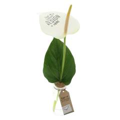 Lassen Sie Ihre Botschaft erstrahlen – mit der luxuriösen Message Printz® Schnittanthurie, einer lebenden Blume, die für Liebe, Glück und Wohlstand steht. Diese elegante Schnittblume, auch Flamingoblume genannt, bleibt dank ihrer langen Haltbarkeit w...