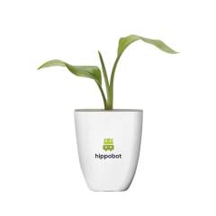Mailbox tree from the Treemore brand: Bird of Paradise plant (Strelitzia reginae). A product in which the tree takes centre stage, where everyone can take care of their own tree at home, watching it grow. The trees are sourced from an Dutch nurseries and are delivered in a flower pot and packaging that has been specially developed to fit through a letterbox. The tree is supplied in the soil and in a bio-based flower pot made from elephant grass fibres. The packaging and the supplied information booklet are FSC® certified and 100% recyclable. An original way to surprise someone whilst also making the world a little greener.