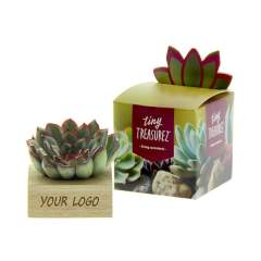 Tiny Treasurez® are living mini-succulents, like treasures from nature. These beautiful green decorations represent small discoveries from Mother Nature and come in various types. All our Tiny Treasurez® are unique in themselves and require little maintenance, which is naturally ideal. They can very slowly create roots, an illustration of their natural survival instinct. Tiny Treasurez® have enough moisture reserves in their leaves to survive dry conditions for months. They also symbolize growth, life, and sustainability. If you want to let these succulents grow further at a later stage, place them carefully with the bottom side in a pot filled with slightly dry potting soil.<br /><br />The Tiny Treasurez® Single Wood in Giftbox is the ideal giveaway for events or trade shows. The FSC-certified wooden stand holds the mini succulent, which can be personalized with your logo, slogan, or message. Packaged together in a beautiful gift box, it makes distribution super easy. This combination of wood and Tiny Treasurez® is a perfect item for your desk. The box also features the story behind Tiny Treasurez®, so the recipient knows what unique gift they are receiving. The living plant stays in sight for a long time with the recipient because it doesn't just end up in a cupboard or trash bin. Personalize them with a message on the product or with a card for a lasting impression. Bring some extra green decoration into your home with our Tiny Treasurez®.<br /><br />If you have any questions about this product, desired personalization, or packaging options, please feel free to contact us.