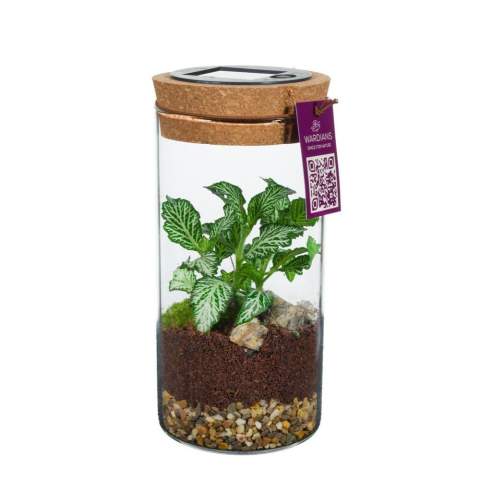 Optez pour un terrarium végétal unique et personnalisé avec votre logo en tant que cadeau d'affaires durable, dont le destinataire profitera longtemps. Ce bouchon contient un mini panneau solaire avec éclairage LED, qui se recharge pendant la journée grâce à la lumière du soleil et s'allume automatiquement le soir lorsqu'il fait sombre. Nos écosystèmes Wardians® contiennent de magnifiques plantes vivantes dans un terrarium en verre, fermé par un bouchon en liège. Ce type d’écosystème crée un mini-biotope auto-régulé, dans lequel les organismes vivants coopèrent pour recycler les éléments. Les plantes peuvent ainsi s’épanouir sans entretien extérieur. Ce cadeau vert offre donc un plaisir durable avec un minimum d’entretien.<br /><br />Ces écosystèmes sont l’héritage de la Wardian case originale, une invention innovante de Nathaniel Bagshaw Ward au 19e siècle. L’idée de Ward, consistant à créer un grand écosystème à bord d’un navire, visait à protéger les plantes durant de longs voyages en mer. Grâce à ce système auto-régulé, les plantes survivaient au voyage. Nos terrariums Wardians® perpétuent cette tradition en combinant élégance historique et fonctionnalité moderne. Profitez de la beauté intemporelle et de l’utilité pratique, inspirées par l’ingéniosité de Ward.<br /><br />Les écosystèmes sont des symboles de croissance, d’équilibre et de collaboration. Un terrarium Wardians® apporte non seulement une touche de verdure à la maison ou au bureau, mais il prend également une dimension fonctionnelle grâce à la personnalisation. En imprimant votre logo, slogan ou message sur le bouchon ou l’étiquette suspendue, votre marque reste présente de manière originale et écologique.<br /><br />La boîte cadeau luxueuse et protectrice complète parfaitement ce cadeau et garantit une expérience de déballage mémorable – pour le donneur comme pour le receveur.<br /><br />Des questions sur ce produit, la personnalisation ou les options d’emballage ? N’hésitez pas à nous contacter.