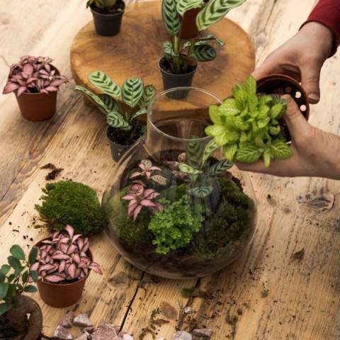 Wählen Sie ein einzigartiges und personalisiertes Pflanzenterrarium mit Ihrem Logo als hochwertiges Werbegeschenk, an dem der Empfänger lange Freude haben wird. Dieses luxuriöse Terrarium verfügt über einen wiederaufladbaren LED-Korken, der einfach über einen USB-C-Anschluss aufgeladen werden kann und eine nachhaltige Lösung bietet. Unsere Wardians®-Ecosysteme enthalten wunderschöne lebende Pflanzen in einem Glasterrarium, das mit einem Korken verschlossen ist. Ein solches Terrarium bildet ein selbstregulierendes Mini-Biotop, in dem lebende Organismen zusammenarbeiten, um alle Ressourcen zu recyceln. Die Pflanzen gedeihen dadurch ganz ohne externe Pflege. So hat der Empfänger dieses grünen Geschenks lange Freude – bei minimalem Aufwand.<br /><br />Diese Ecosysteme sind inspiriert von der ursprünglichen Wardian Case, einer innovativen Erfindung von Nathaniel Bagshaw Ward aus dem 19. Jahrhundert. Wards Idee, ein großes Ecosystem auf einem Schiff zu schaffen, wurde entwickelt, um Pflanzen während langer Seereisen zu schützen. Dank des selbstregulierenden Systems überlebten die Pflanzen die Reise. Unsere Wardians®-Pflanzenterrarien führen diese Tradition fort und verbinden historische Eleganz mit moderner Funktionalität. Genießen Sie zeitlose Schönheit und praktischen Nutzen – inspiriert von Wards bemerkenswerter Erfindung.<br /><br />Ecosysteme symbolisieren Wachstum, Ausgewogenheit und Zusammenarbeit. Ein Wardians®-Terrarium bringt nicht nur Atmosphäre ins Zuhause oder Büro, sondern erhält durch Personalisierung auch eine funktionale Dimension. Durch das Bedrucken des Korkens oder des Hängeetiketts mit Ihrem Logo, Slogan oder einer Botschaft bleibt Ihre Marke auf originelle und nachhaltige Weise im Gedächtnis.<br /><br />Die hochwertige und schützende Geschenkverpackung rundet das Geschenk perfekt ab und sorgt für ein unvergessliches Unboxing-Erlebnis – für den Schenkenden ebenso wie für den Beschenkten.<br /><br />Haben Sie Fragen zu diesem Produkt, zur gewünschten Personalisierung oder zu den Verpackungsmöglichkeiten? Kontaktieren Sie uns gerne.