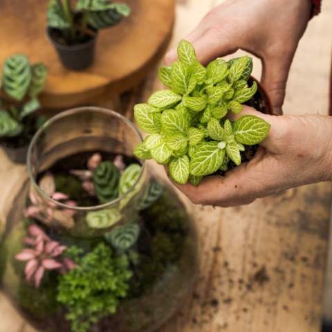 Wählen Sie ein einzigartiges und personalisiertes Pflanzenterrarium mit Ihrem Logo als hochwertiges Werbegeschenk, an dem der Empfänger lange Freude haben wird. Dieses luxuriöse Terrarium verfügt über einen wiederaufladbaren LED-Korken, der einfach über einen USB-C-Anschluss aufgeladen werden kann und eine nachhaltige Lösung bietet. Unsere Wardians®-Ecosysteme enthalten wunderschöne lebende Pflanzen in einem Glasterrarium, das mit einem Korken verschlossen ist. Ein solches Terrarium bildet ein selbstregulierendes Mini-Biotop, in dem lebende Organismen zusammenarbeiten, um alle Ressourcen zu recyceln. Die Pflanzen gedeihen dadurch ganz ohne externe Pflege. So hat der Empfänger dieses grünen Geschenks lange Freude – bei minimalem Aufwand.<br /><br />Diese Ecosysteme sind inspiriert von der ursprünglichen Wardian Case, einer innovativen Erfindung von Nathaniel Bagshaw Ward aus dem 19. Jahrhundert. Wards Idee, ein großes Ecosystem auf einem Schiff zu schaffen, wurde entwickelt, um Pflanzen während langer Seereisen zu schützen. Dank des selbstregulierenden Systems überlebten die Pflanzen die Reise. Unsere Wardians®-Pflanzenterrarien führen diese Tradition fort und verbinden historische Eleganz mit moderner Funktionalität. Genießen Sie zeitlose Schönheit und praktischen Nutzen – inspiriert von Wards bemerkenswerter Erfindung.<br /><br />Ecosysteme symbolisieren Wachstum, Ausgewogenheit und Zusammenarbeit. Ein Wardians®-Terrarium bringt nicht nur Atmosphäre ins Zuhause oder Büro, sondern erhält durch Personalisierung auch eine funktionale Dimension. Durch das Bedrucken des Korkens oder des Hängeetiketts mit Ihrem Logo, Slogan oder einer Botschaft bleibt Ihre Marke auf originelle und nachhaltige Weise im Gedächtnis.<br /><br />Die hochwertige und schützende Geschenkverpackung rundet das Geschenk perfekt ab und sorgt für ein unvergessliches Unboxing-Erlebnis – für den Schenkenden ebenso wie für den Beschenkten.<br /><br />Haben Sie Fragen zu diesem Produkt, zur gewünschten Personalisierung oder zu den Verpackungsmöglichkeiten? Kontaktieren Sie uns gerne.