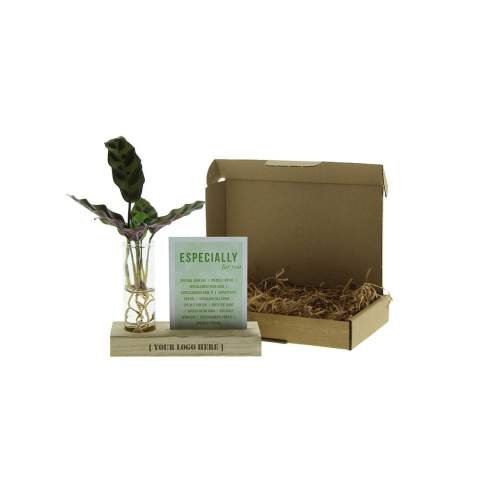 Trendy, luxurious, and easy to maintain, this hydroponic plant set is the perfect eye-catcher for any desk. The plants grow in water, without soil, and remain fresh for an extended period. The set comes in compact packaging: the wooden stand, glass vials, and plants in a sealed bag are separately packaged to prevent drying out and ensure optimal quality. A stylish and sustainable desk gift that's not only functional but also a joy to give and receive. <br /><br />By engraving the wooden stand with your logo, slogan, or message, your brand stays visible in a green way. Each time the recipient adds water, they'll think of your gift. This isn't just a standard corporate gift, but a personal present that perfectly combines growth, sustainability, and brand identity.<br /><br />Hydroponic plants are very easy to care for. They require little effort and are a delight in the office. It's important to keep the roots in a layer of water. This water can be refilled regularly and replaced every two weeks. With this simple care routine, these plants provide a stress-free and sustainable green experience in any environment. The hydroponic plants are delivered as a mixed assortment of different plants.<br /><br />If you have any questions about this product, desired personalization, or packaging options, please feel free to contact us.