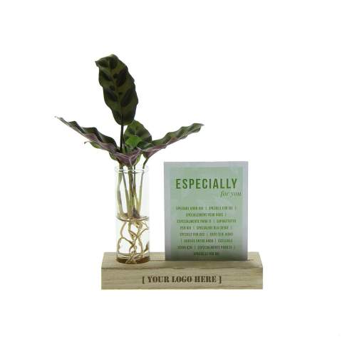 Trendy, luxurious, and easy to maintain, this hydroponic plant set is the perfect eye-catcher for any desk. The plants grow in water, without soil, and remain fresh for an extended period. The set comes in compact packaging: the wooden stand, glass vials, and plants in a sealed bag are separately packaged to prevent drying out and ensure optimal quality. A stylish and sustainable desk gift that's not only functional but also a joy to give and receive. <br /><br />By engraving the wooden stand with your logo, slogan, or message, your brand stays visible in a green way. Each time the recipient adds water, they'll think of your gift. This isn't just a standard corporate gift, but a personal present that perfectly combines growth, sustainability, and brand identity.<br /><br />Hydroponic plants are very easy to care for. They require little effort and are a delight in the office. It's important to keep the roots in a layer of water. This water can be refilled regularly and replaced every two weeks. With this simple care routine, these plants provide a stress-free and sustainable green experience in any environment. The hydroponic plants are delivered as a mixed assortment of different plants.<br /><br />If you have any questions about this product, desired personalization, or packaging options, please feel free to contact us.