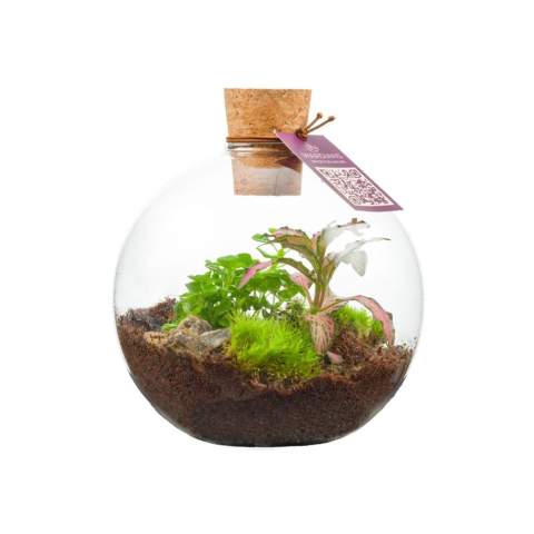 Kies voor een uniek en gepersonaliseerd plantenterrarium met jouw logo als zakelijk relatiegeschenk, waar de ontvanger langdurig van geniet. Dit kleine, ronde model zorgt voor een sfeervolle groene touch op elk bureau. Onze Wardians® ecosystemen bevatten prachtige levende planten in een glazen terrarium,  afgesloten met kurk. Een ecosysteem of plantenterrarium creëert een zelfregulerend mini-biotoop waarin levende organismen samenwerken om alles te recyclen. Hierdoor kunnen de planten gedijen zonder externe verzorging. Zo heeft de ontvanger van dit groene cadeau er nauwlijks onderhoudt aan, maar wél langdurig plezier van.<br /><br />Deze ecosystemem zijn het erfgoed van de originele Wardian case, een innovatieve uitvinding van Nathaniel Bagshaw Ward uit de 19e eeuw. Dit idee van Ward om een enorm ecosysteem op een schip te maken, werd oorspronkelijk ontworpen om planten te beschermen tijdens lange zeereizen. De planten konden door deze uitvinding de reis overleven dankzij het zelfregulerende systeem dat op het schip gecreëerd was. Onze Wardians® plantenterrariums zetten deze traditie voort door historische elegantie te combineren met moderne functionaliteit. Geniet van de tijdloze schoonheid en het praktische nut, geïnspireerd door Wards opmerkelijke uitvinding. <br /><br />Ecosystemen staan symbool voor groei, balans en samenwerking. Een Wardians® plantenterrarium brengt niet alleen sfeer in huis of op kantoor, maar krijgt door personalisatie ook een functioneel karakter. Door de kurk of het hanglabel te bedrukken met jouw logo, slogan of boodschap, blijft jouw merk op een groene en originele manier top of mind.<br /><br />De luxe en beschermende giftbox maakt het cadeau helemaal af en zorgt voor een indrukwekkende unboxing-ervaring – voor zowel de gever als de ontvanger.<br /><br />Heeft u vragen over dit product, de gewenste personalisatie of eventuele verpakkingen? Neem dan gerust contact met ons op.