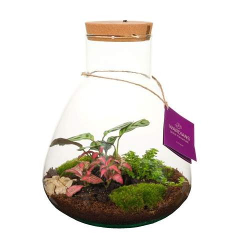 Wählen Sie ein einzigartiges und personalisiertes Pflanzenterrarium mit Ihrem Logo als hochwertiges Werbegeschenk, an dem der Empfänger lange Freude haben wird. Dieses luxuriöse Terrarium verfügt über einen wiederaufladbaren LED-Korken, der einfach über einen USB-C-Anschluss aufgeladen werden kann und eine nachhaltige Lösung bietet. Unsere Wardians®-Ecosysteme enthalten wunderschöne lebende Pflanzen in einem Glasterrarium, das mit einem Korken verschlossen ist. Ein solches Terrarium bildet ein selbstregulierendes Mini-Biotop, in dem lebende Organismen zusammenarbeiten, um alle Ressourcen zu recyceln. Die Pflanzen gedeihen dadurch ganz ohne externe Pflege. So hat der Empfänger dieses grünen Geschenks lange Freude – bei minimalem Aufwand.<br /><br />Diese Ecosysteme sind inspiriert von der ursprünglichen Wardian Case, einer innovativen Erfindung von Nathaniel Bagshaw Ward aus dem 19. Jahrhundert. Wards Idee, ein großes Ecosystem auf einem Schiff zu schaffen, wurde entwickelt, um Pflanzen während langer Seereisen zu schützen. Dank des selbstregulierenden Systems überlebten die Pflanzen die Reise. Unsere Wardians®-Pflanzenterrarien führen diese Tradition fort und verbinden historische Eleganz mit moderner Funktionalität. Genießen Sie zeitlose Schönheit und praktischen Nutzen – inspiriert von Wards bemerkenswerter Erfindung.<br /><br />Ecosysteme symbolisieren Wachstum, Ausgewogenheit und Zusammenarbeit. Ein Wardians®-Terrarium bringt nicht nur Atmosphäre ins Zuhause oder Büro, sondern erhält durch Personalisierung auch eine funktionale Dimension. Durch das Bedrucken des Korkens oder des Hängeetiketts mit Ihrem Logo, Slogan oder einer Botschaft bleibt Ihre Marke auf originelle und nachhaltige Weise im Gedächtnis.<br /><br />Die hochwertige und schützende Geschenkverpackung rundet das Geschenk perfekt ab und sorgt für ein unvergessliches Unboxing-Erlebnis – für den Schenkenden ebenso wie für den Beschenkten.<br /><br />Haben Sie Fragen zu diesem Produkt, zur gewünschten Personalisierung oder zu den Verpackungsmöglichkeiten? Kontaktieren Sie uns gerne.