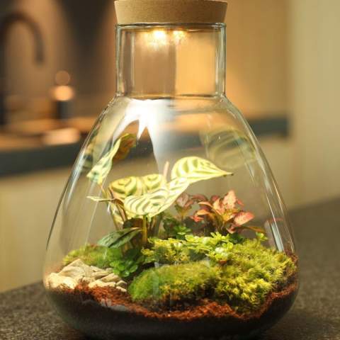 Wählen Sie ein einzigartiges und personalisiertes Pflanzenterrarium mit Ihrem Logo als hochwertiges Werbegeschenk, an dem der Empfänger lange Freude haben wird. Dieses luxuriöse Terrarium verfügt über einen wiederaufladbaren LED-Korken, der einfach über einen USB-C-Anschluss aufgeladen werden kann und eine nachhaltige Lösung bietet. Unsere Wardians®-Ecosysteme enthalten wunderschöne lebende Pflanzen in einem Glasterrarium, das mit einem Korken verschlossen ist. Ein solches Terrarium bildet ein selbstregulierendes Mini-Biotop, in dem lebende Organismen zusammenarbeiten, um alle Ressourcen zu recyceln. Die Pflanzen gedeihen dadurch ganz ohne externe Pflege. So hat der Empfänger dieses grünen Geschenks lange Freude – bei minimalem Aufwand.<br /><br />Diese Ecosysteme sind inspiriert von der ursprünglichen Wardian Case, einer innovativen Erfindung von Nathaniel Bagshaw Ward aus dem 19. Jahrhundert. Wards Idee, ein großes Ecosystem auf einem Schiff zu schaffen, wurde entwickelt, um Pflanzen während langer Seereisen zu schützen. Dank des selbstregulierenden Systems überlebten die Pflanzen die Reise. Unsere Wardians®-Pflanzenterrarien führen diese Tradition fort und verbinden historische Eleganz mit moderner Funktionalität. Genießen Sie zeitlose Schönheit und praktischen Nutzen – inspiriert von Wards bemerkenswerter Erfindung.<br /><br />Ecosysteme symbolisieren Wachstum, Ausgewogenheit und Zusammenarbeit. Ein Wardians®-Terrarium bringt nicht nur Atmosphäre ins Zuhause oder Büro, sondern erhält durch Personalisierung auch eine funktionale Dimension. Durch das Bedrucken des Korkens oder des Hängeetiketts mit Ihrem Logo, Slogan oder einer Botschaft bleibt Ihre Marke auf originelle und nachhaltige Weise im Gedächtnis.<br /><br />Die hochwertige und schützende Geschenkverpackung rundet das Geschenk perfekt ab und sorgt für ein unvergessliches Unboxing-Erlebnis – für den Schenkenden ebenso wie für den Beschenkten.<br /><br />Haben Sie Fragen zu diesem Produkt, zur gewünschten Personalisierung oder zu den Verpackungsmöglichkeiten? Kontaktieren Sie uns gerne.