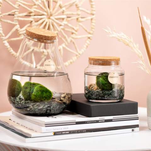 Diese grünen Marimo Moosbälle bilden ein faszinierendes Naturphänomen, das ein Gefühl von Ruhe und Staunen hervorruft. Diese grünen kugelförmigen Kreationen ähneln weichem Moos, sind jedoch tatsächlich Kolonien von Algen, die sich an seltenen Orten auf der ganzen Welt am Grund von tiefen Seen ansammeln und drehen. Marimo-Moosbälle gelten oft als Symbole für Glück, Liebe und Harmonie. In Japan, wo sie ursprünglich entdeckt wurden, werden sie als "Marimo no koi" oder "Bälle der Liebe" bezeichnet. Sie werden oft als Geschenke gegeben, um Freundschaft und Liebe zu symbolisieren, und gelten als Glücksbringer.<br /><br />Das Hinzufügen eines Logos auf den Korken oder einer personalisierten Karte zu den Marimo-Moosbällen bietet eine Personalisierung und verstärkt ihre symbolische Bedeutung. Es macht das Geschenk einzigartiger und zeigt, dass für den Empfänger besondere Sorgfalt getragen wurde, während es je nach Situation auch Markenerkennung oder eine besondere Botschaft vermitteln kann. Es ist eine Möglichkeit, den Wert und die Bedeutung des Geschenks zu steigern.<br /><br />Die Pflege von Marimo-Moosbällen ist einfach und angenehm. Wechseln Sie alle 1-3 Wochen das Wasser mit sauberem Wasser und nutzen Sie die Gelegenheit, die Moosbälle vorsichtig abzuspülen und auszudrücken. Wenn sie ihre runde Form verlieren, können Sie sie vorsichtig mit den Händen wieder in Form bringen. Anfangs schwimmen sie, aber im Laufe der Zeit werden diese grünen Naturphänomene auf den Grund sinken.<br /><br />Marimo-Varianten werden in der Regel mit blauem und gelbem Kies geliefert. Dies kann auf Wunsch auch in der Farbe Ihrer Wahl personalisiert werden.<br /><br />Haben Sie Fragen zu diesem Produkt, zur gewünschten Personalisierung oder möglichen Verpackungsoptionen? Zögern Sie nicht, uns zu kontaktieren.