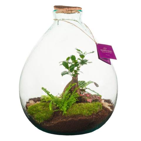 Kies voor een uniek en gepersonaliseerd plantenterrarium met jouw logo als zakelijk relatiegeschenk, waar de ontvanger langdurig van geniet. Een indrukwekkend zwaar en groot model dat luxe en natuur samenbrengt in een prestigieus ontwerp. Onze Wardians® ecosystemen bevatten prachtige levende planten in een glazen terrarium,  afgesloten met kurk. Een ecosysteem of plantenterrarium creëert een zelfregulerend mini-biotoop waarin levende organismen samenwerken om alles te recyclen. Hierdoor kunnen de planten gedijen zonder externe verzorging. Zo heeft de ontvanger van dit groene cadeau er nauwlijks onderhoudt aan, maar wél langdurig plezier van.<br /><br />Deze ecosystemem zijn het erfgoed van de originele Wardian case, een innovatieve uitvinding van Nathaniel Bagshaw Ward uit de 19e eeuw. Dit idee van Ward om een enorm ecosysteem op een schip te maken, werd oorspronkelijk ontworpen om planten te beschermen tijdens lange zeereizen. De planten konden door deze uitvinding de reis overleven dankzij het zelfregulerende systeem dat op het schip gecreëerd was. Onze Wardians® plantenterrariums zetten deze traditie voort door historische elegantie te combineren met moderne functionaliteit. Geniet van de tijdloze schoonheid en het praktische nut, geïnspireerd door Wards opmerkelijke uitvinding. <br /><br />Ecosystemen staan symbool voor groei, balans en samenwerking. Een Wardians® plantenterrarium brengt niet alleen sfeer in huis of op kantoor, maar krijgt door personalisatie ook een functioneel karakter. Door de kurk of het hanglabel te bedrukken met jouw logo, slogan of boodschap, blijft jouw merk op een groene en originele manier top of mind.<br /><br />De luxe en beschermende giftbox maakt het cadeau helemaal af en zorgt voor een indrukwekkende unboxing-ervaring – voor zowel de gever als de ontvanger.<br /><br />Heeft u vragen over dit product, de gewenste personalisatie of eventuele verpakkingen? Neem dan gerust contact met ons op.