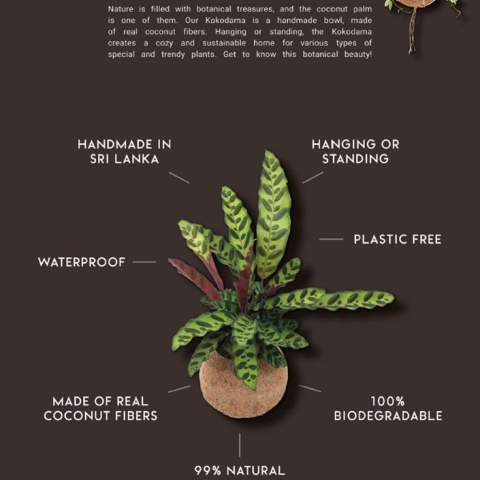 The Kokodama®, a botanical beauty that contains no plastic and is 99% natural and 100% biodegradable, offers a unique and sustainable option for corporate gifts. Its coconut fiber sphere creates a cozy and eco-friendly home for trendy and special plants. Hanging from the ceiling, placed on a table, or standing on the ground, the Kokodama® can find its natural habitat in any interior. Handcrafted in Sri Lanka, the Kokodama® contributes to the local economy and promotes craftsmanship. This Kokodama® mix contains various types of succulents, making it long-lasting and very easy to care for even for people without green thumbs.<br /><br />In addition to the Kokodama®'s distinctive appearance, this product provides an excellent opportunity for personalization with a logo or slogan. This makes it more than just a decorative object; it serves as a subtle means to promote your company or brand, or simply convey a message. In this way, you build a positive association with your company or brand as the Kokodama® graces the desks of associates or employees. The Kokodama® becomes even more delightful to give and receive thanks to the suitable gift packaging. By presenting this gift, you not only express appreciation, but also strengthen relationships and engagement, all while having a positive impact on your company's image.<br /><br />If you have any questions about this product, desired personalization, or packaging options, please feel free to contact us.