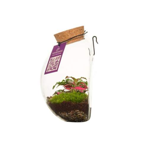 Kies voor een uniek en gepersonaliseerd plantenterrarium met jouw logo als zakelijk relatiegeschenk, waar de ontvanger langdurig van geniet. Dit unieke plantenterrarium hang je eenvoudig op aan de muur met het bijgeleverde haakje, maar dankzij de platte onderzijde kun je het ook gewoon neerzetten. Onze Wardians® ecosystemen bevatten prachtige levende planten in een glazen terrarium,  afgesloten met kurk. Een ecosysteem of plantenterrarium creëert een zelfregulerend mini-biotoop waarin levende organismen samenwerken om alles te recyclen. Hierdoor kunnen de planten gedijen zonder externe verzorging. Zo heeft de ontvanger van dit groene cadeau er nauwlijks onderhoudt aan, maar wél langdurig plezier van.<br /><br />Deze ecosystemem zijn het erfgoed van de originele Wardian case, een innovatieve uitvinding van Nathaniel Bagshaw Ward uit de 19e eeuw. Dit idee van Ward om een enorm ecosysteem op een schip te maken, werd oorspronkelijk ontworpen om planten te beschermen tijdens lange zeereizen. De planten konden door deze uitvinding de reis overleven dankzij het zelfregulerende systeem dat op het schip gecreëerd was. Onze Wardians® plantenterrariums zetten deze traditie voort door historische elegantie te combineren met moderne functionaliteit. Geniet van de tijdloze schoonheid en het praktische nut, geïnspireerd door Wards opmerkelijke uitvinding. <br /><br />Ecosystemen staan symbool voor groei, balans en samenwerking. Een Wardians® plantenterrarium brengt niet alleen sfeer in huis of op kantoor, maar krijgt door personalisatie ook een functioneel karakter. Door de kurk of het hanglabel te bedrukken met jouw logo, slogan of boodschap, blijft jouw merk op een groene en originele manier top of mind.<br /><br />De luxe en beschermende giftbox maakt het cadeau helemaal af en zorgt voor een indrukwekkende unboxing-ervaring – voor zowel de gever als de ontvanger.<br /><br />Heeft u vragen over dit product, de gewenste personalisatie of eventuele verpakkingen? Neem dan gerust contact met ons op.