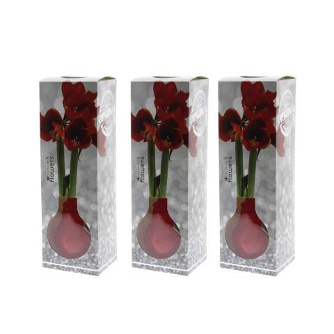 How cool is it to give a luxurious, growing, and blooming gift for once? Allow us to introduce you to our living No Water Flowers®, known for their unique handmade wax Amaryllis bulbs. These specially selected and tested Amaryllis bulbs have enough energy to grow and bloom without water. Authentic No Water Flowers® have relatively short flower stems, they don't topple over, and their blooming is guaranteed. Each No Water Flowers® is carefully cleaned and meticulously waxed to perfection. By placing the No Water Flowers® in the metal Formz, this flower bulb acquires a luxurious and modern appearance. The Original No Water Flowers® are easily recognizable by the square label attached to the bulb. <br /><br />By imprinting your logo or slogan on the No Water Flowers®, you'll stand out among many business associates. This splendid gift won't go unnoticed in a closet; on the contrary, it will find a beautiful spot on the table or the recipient's desk, contributing to your brand's recognition. Offering these personalized No Water Flowers® enhances the sense of connection and appreciation with your company. This high-quality gift can be packaged in a beautiful No Water Flowers® packaging. As a result, presenting this gift becomes an even more enjoyable experience. No packaging with a bottle of wine this time, but packaging with a growing and blooming present.<br /><br />These Amaryllis bulbs require no care. Place the wax Amaryllis in a bright location, but not in direct sunlight, and enjoy the beautiful flowers that will develop within 3 to 5 weeks. Flower bulbs are products from nature, each bulb is unique in itself and has a different shape. <br /><br />No Water Flowers® are available only from September to February. <br />If you have any questions about this product, desired personalization, or packaging options, please feel free to contact us.