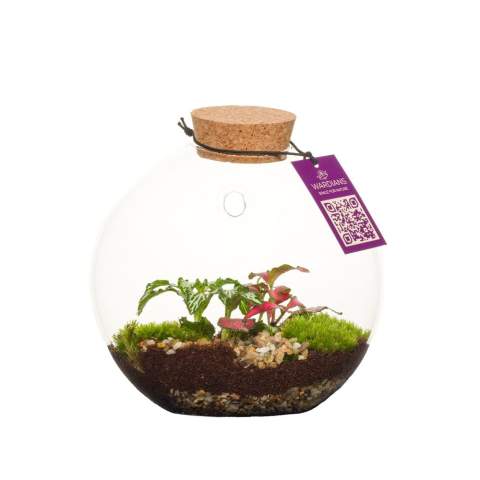Kies voor een uniek en gepersonaliseerd plantenterrarium met jouw logo als zakelijk relatiegeschenk, waar de ontvanger langdurig van geniet. Dit unieke plantenterrarium hang je eenvoudig op aan de muur met het bijgeleverde haakje, maar dankzij de platte onderzijde kun je het ook gewoon neerzetten. Onze Wardians® ecosystemen bevatten prachtige levende planten in een glazen terrarium,  afgesloten met kurk. Een ecosysteem of plantenterrarium creëert een zelfregulerend mini-biotoop waarin levende organismen samenwerken om alles te recyclen. Hierdoor kunnen de planten gedijen zonder externe verzorging. Zo heeft de ontvanger van dit groene cadeau er nauwlijks onderhoudt aan, maar wél langdurig plezier van.<br /><br />Deze ecosystemem zijn het erfgoed van de originele Wardian case, een innovatieve uitvinding van Nathaniel Bagshaw Ward uit de 19e eeuw. Dit idee van Ward om een enorm ecosysteem op een schip te maken, werd oorspronkelijk ontworpen om planten te beschermen tijdens lange zeereizen. De planten konden door deze uitvinding de reis overleven dankzij het zelfregulerende systeem dat op het schip gecreëerd was. Onze Wardians® plantenterrariums zetten deze traditie voort door historische elegantie te combineren met moderne functionaliteit. Geniet van de tijdloze schoonheid en het praktische nut, geïnspireerd door Wards opmerkelijke uitvinding. <br /><br />Ecosystemen staan symbool voor groei, balans en samenwerking. Een Wardians® plantenterrarium brengt niet alleen sfeer in huis of op kantoor, maar krijgt door personalisatie ook een functioneel karakter. Door de kurk of het hanglabel te bedrukken met jouw logo, slogan of boodschap, blijft jouw merk op een groene en originele manier top of mind.<br /><br />De luxe en beschermende giftbox maakt het cadeau helemaal af en zorgt voor een indrukwekkende unboxing-ervaring – voor zowel de gever als de ontvanger.<br /><br />Heeft u vragen over dit product, de gewenste personalisatie of eventuele verpakkingen? Neem dan gerust contact met ons op.