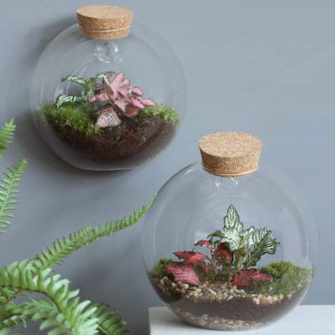 Kies voor een uniek en gepersonaliseerd plantenterrarium met jouw logo als zakelijk relatiegeschenk, waar de ontvanger langdurig van geniet. Dit unieke plantenterrarium hang je eenvoudig op aan de muur met het bijgeleverde haakje, maar dankzij de platte onderzijde kun je het ook gewoon neerzetten. Onze Wardians® ecosystemen bevatten prachtige levende planten in een glazen terrarium,  afgesloten met kurk. Een ecosysteem of plantenterrarium creëert een zelfregulerend mini-biotoop waarin levende organismen samenwerken om alles te recyclen. Hierdoor kunnen de planten gedijen zonder externe verzorging. Zo heeft de ontvanger van dit groene cadeau er nauwlijks onderhoudt aan, maar wél langdurig plezier van.<br /><br />Deze ecosystemem zijn het erfgoed van de originele Wardian case, een innovatieve uitvinding van Nathaniel Bagshaw Ward uit de 19e eeuw. Dit idee van Ward om een enorm ecosysteem op een schip te maken, werd oorspronkelijk ontworpen om planten te beschermen tijdens lange zeereizen. De planten konden door deze uitvinding de reis overleven dankzij het zelfregulerende systeem dat op het schip gecreëerd was. Onze Wardians® plantenterrariums zetten deze traditie voort door historische elegantie te combineren met moderne functionaliteit. Geniet van de tijdloze schoonheid en het praktische nut, geïnspireerd door Wards opmerkelijke uitvinding. <br /><br />Ecosystemen staan symbool voor groei, balans en samenwerking. Een Wardians® plantenterrarium brengt niet alleen sfeer in huis of op kantoor, maar krijgt door personalisatie ook een functioneel karakter. Door de kurk of het hanglabel te bedrukken met jouw logo, slogan of boodschap, blijft jouw merk op een groene en originele manier top of mind.<br /><br />De luxe en beschermende giftbox maakt het cadeau helemaal af en zorgt voor een indrukwekkende unboxing-ervaring – voor zowel de gever als de ontvanger.<br /><br />Heeft u vragen over dit product, de gewenste personalisatie of eventuele verpakkingen? Neem dan gerust contact met ons op.
