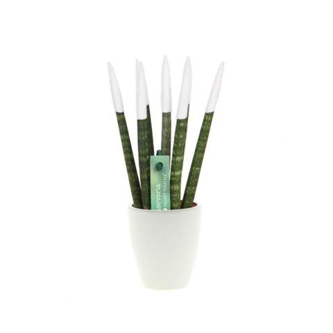 Découvrez ces plantes Sansevieria TOP-line : une version saisissante de la sansevieria classique. Connue à l'origine pour sa robustesse, nous avons donné à cette plante une touche moderne en ajoutant une gamme de couleurs vives. Tout a commencé lorsque nous avons remarqué que la sansevieria verte traditionnelle tombait en disgrâce. Dans le but de rendre cette belle plante accessible à tous, la série TOP-line est née. Désormais, les amateurs de toutes les couleurs peuvent acheter une sansevieria qui correspond parfaitement à leur personnalité ou même aux couleurs de l'entreprise.<br /><br />Nos sansevierias TOP-line sont recouvertes d'un matériau de velours doux, connu sous le nom de variété Velvet Touchz, ce qui les rend non seulement visuellement attrayantes, mais aussi merveilleuses au toucher. Avec notre série Topline, vous pouvez exprimer pleinement votre propre identité d'entreprise. Qu'il s'agisse de la couleur de votre logo ou de quelque chose d'agréable pour les bureaux qui se retrouvera dans tout le bureau, les possibilités sont infinies. Cette plante est présentée dans un pot en céramique et peut être emballée dans un coffret cadeau certifié FSC, ce qui rend l'offre encore plus amusante. Cette plante peut durer des années et nécessite peu d'entretien.<br /><br />Avez-vous des questions sur ce produit, la personnalisation souhaitée ou des emballages éventuels ? N'hésitez pas à nous contacter.