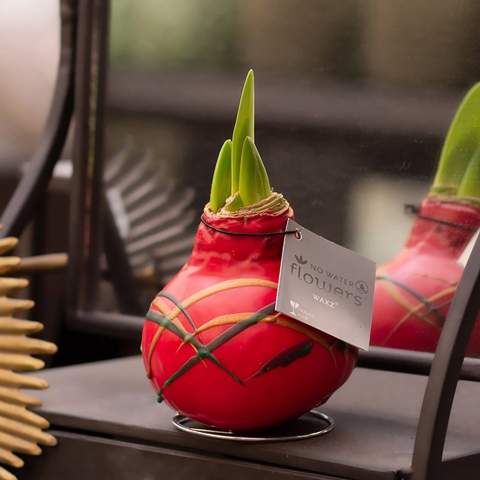How cool is it to give a luxurious, growing, and blooming gift for once? Allow us to introduce you to our living No Water Flowers®, known for their unique handmade wax Amaryllis bulbs. These specially selected and tested Amaryllis bulbs have enough energy to grow and bloom without water. Authentic No Water Flowers® have relatively short flower stems, they don't topple over, and their blooming is guaranteed. Each No Water Flowers® is carefully cleaned and meticulously waxed to perfection. The Original No Water Flowers® are easily recognizable by the square label attached to the bulb. The No Water Flowers® are the perfect Christmas gift.<br /><br />The well-known No Water Flowers® art version can now also be decorated in multiple colors according to your preferences, allowing you to personalize the amaryllis bulb even more. This way, you can fully reflect your brand identity. It is important to check with us to see if your desired color combination is possible. This splendid gift won't go unnoticed in a closet; on the contrary, it will find a beautiful spot on the table or the recipient's desk, contributing to your brand's recognition. Offering these personalized No Water Flowers® enhances the sense of connection and appreciation with your company. The No Water Flowers® can be packaged in a matching FSC-certified gift box, making them extra fun to give away. This gift box can also be personalized with a backing card entirely in your style. This way, you can convey your Christmas greeting, corporate identity, or message extra well. This is a separate card that fits perfectly into the gift box, but can also be removed after use.<br /><br />These Amaryllis bulbs require no care. Place the wax Amaryllis in a bright location, but not in direct sunlight, and enjoy the beautiful flowers that will develop within 3 to 5 weeks. Flower bulbs are products from nature, each bulb is unique in itself and has a different shape. <br /><br />No Water Flowers® are available only from September to February. <br />If you have any questions about this product, desired personalization, or packaging options, please feel free to contact us.