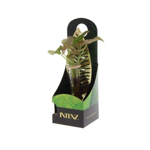 Luxe, trendy en ook nog eens makkelijk te verzorgen. Hydroponie is het laten groeien van planten met de wortels in een laag water.  Dit goudkleurige metalen blad met een levend stekje ervoor straalt een luxe uit. Deze originele benadering combineert groei, duurzaamheid en branding. Het is niet alleen een functioneel geschenk, maar vooral ook een plezier om te geven en te ontvangen, mede door de luxe geschenkverpakking. Deze groene eyecatcher is perfect voor op kantoor of in huis. <br /><br />Door de houten standaard te personaliseren met een logo, slogan of boodschap, blijf je als bedrijf of merk top of mind op een groene manier. De ontvanger zal regelmatig jouw groene geschenk voorbij zien komen tijdens het watergeven.  Ontsnap aan standaard relatiegeschenken en kies voor een geschenk dat groei, duurzaamheid en jullie unieke merkidentiteit omarmt.  <br /><br />Hydroponie planten zijn zeer gemakkelijk te verzorgen. Ze vereisen weinig inspanning en zijn een genot voor op kantoor. Het is belangrijk dat de wortels altijd in een laagje water staan. Dit water kan gewoon bijgevuld worden en het best eens in de 2 weken ververst worden.  Met deze eenvoudige verzorging bieden deze planten een stressvrije en duurzame groenbeleving in elke omgeving. De hydroponie planten worden standaard geleverd in een vrije mix van verschillende planten.<br /><br />Heeft u vragen over dit product, de gewenste personalisatie of eventuele verpakkingen? Neem dan gerust contact met ons op.