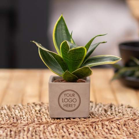Concrete pot with a personal message or logo; Discover the perfect green mix combined with the elegance and robustness of our Congreetz® plant pots. Ideal for the office due to their easy maintenance, durability, and air-purifying properties. The Congreetz® with plants combine toughness and luxury with a refreshing look. The name 'Congreetz®' nods to the material used (concrete) and the ability to convey greetings and messages.<br /><br />The Congreetz® plant pots are filled with a mix of high-quality and refreshing Sansevieria plants, known for their air-purifying properties and contribution to a healthier work environment. Due to their minimal maintenance needs, they are perfect for the office and add a decorative accent to any space that remains in view for a long time. In short, they are the ideal choice for you. However, if a different plant is preferred, please contact us.<br /><br />With precise engraving on the concrete surface, Congreetz® offers a timeless look that fits on any desk, table, or office space. The possibilities are endless – from company logos to inspiring quotes – making these pots stand out as promotional items or corporate gifts. Whether it's an appreciation for employees, a promotional gift for clients, or a festive touch at special events, Congreetz® seamlessly integrates into any business setting.<br /><br />Do you have any questions about this product, desired personalization, or packaging options? Feel free to contact us.<br />Flowers and plants are living items and should be transported with care to ensure quality. This includes properly supporting plants, handling their fragility, and considering the impact of temperature on the plants. Therefore, it is almost always necessary to ship our products by pallet when it comes to bulk quantities, even for small quantities. Feel free to ask us about the shipping costs.