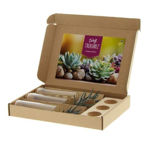 Tiny Treasurez® zijn levende mini-succulenten, als schatten uit de natuur. Deze prachtige groene decoraties vertegenwoordigen kleine ontdekkingen van moeder natuur en komen in verschillende soorten. Alle onze Tiny Treasurez® zijn uniek op zichzelf en hebben weinig onderhoud nodig, wat natuurlijk ideaal is. Ze kunnen heel langzaam wortels creëren, een illustratie van hun natuurlijke overlevingsdrang. Tiny Treasurez® hebben voldoende vochtreserves in hun blad om maandenlang droog te overleven. Ze symboliseren ook wel groei, leven en duurzaamheid. Wil je deze succulenten in een later stadium verder laten groeien, leg ze dan met de onderzijde voorzichtig in een potje gevuld met enigszins droge potgrond.<br /><br />Het FSC-gecertificeerde houten standaardje dient als houder voor de 3 glazen tubes, die gevuld zijn met wat zand en de minisucculenten. De houder kan worden gepersonaliseerd met jouw logo, slogan of boodschap. Het totaal is fraai verpakt in een doosje. Deze combinatie van glas, hout en de Tiny Treasurez® is een luxe en opvallend item voor bijvoorbeeld op het bureau. Op het kaartje staat het verhaal achter de Tiny Treasurez®, zodat ook de ontvanger weet wat voor unieks hij of zij ontvangt. Het levende plantje blijft lang in beeld bij de ontvanger, omdat het niet zomaar in een kast of prullenbak verdwijnt. Personaliseer ze met een boodschap op het product of door middel van een kaartje voor een blijvende indruk. Breng wat extra groene decoratie in huis met onze Tiny Treasurez®.<br /><br />Heeft u vragen over dit product, de gewenste personalisatie of eventuele verpakkingen? Neem dan gerust contact met ons op.