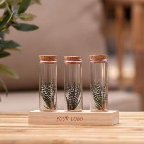 Tiny Treasurez® zijn levende mini-succulenten, als schatten uit de natuur. Deze prachtige groene decoraties vertegenwoordigen kleine ontdekkingen van moeder natuur en komen in verschillende soorten. Alle onze Tiny Treasurez® zijn uniek op zichzelf en hebben weinig onderhoud nodig, wat natuurlijk ideaal is. Ze kunnen heel langzaam wortels creëren, een illustratie van hun natuurlijke overlevingsdrang. Tiny Treasurez® hebben voldoende vochtreserves in hun blad om maandenlang droog te overleven. Ze symboliseren ook wel groei, leven en duurzaamheid. Wil je deze succulenten in een later stadium verder laten groeien, leg ze dan met de onderzijde voorzichtig in een potje gevuld met enigszins droge potgrond.<br /><br />Het FSC-gecertificeerde houten standaardje dient als houder voor de 3 glazen tubes, die gevuld zijn met wat zand en de minisucculenten. De houder kan worden gepersonaliseerd met jouw logo, slogan of boodschap. Het totaal is fraai verpakt in een doosje. Deze combinatie van glas, hout en de Tiny Treasurez® is een luxe en opvallend item voor bijvoorbeeld op het bureau. Op het kaartje staat het verhaal achter de Tiny Treasurez®, zodat ook de ontvanger weet wat voor unieks hij of zij ontvangt. Het levende plantje blijft lang in beeld bij de ontvanger, omdat het niet zomaar in een kast of prullenbak verdwijnt. Personaliseer ze met een boodschap op het product of door middel van een kaartje voor een blijvende indruk. Breng wat extra groene decoratie in huis met onze Tiny Treasurez®.<br /><br />Heeft u vragen over dit product, de gewenste personalisatie of eventuele verpakkingen? Neem dan gerust contact met ons op.