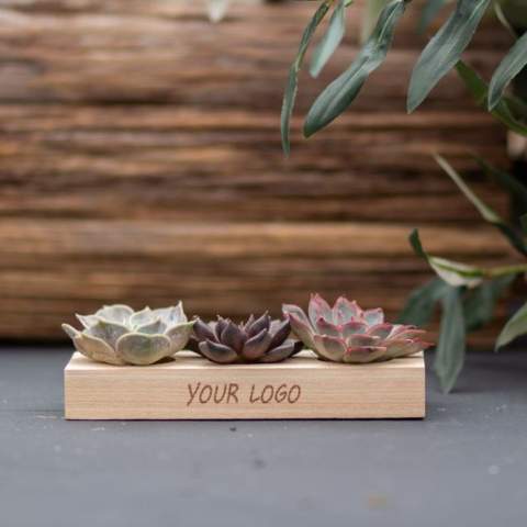 Tiny Treasurez® zijn levende mini-succulenten, als schatten uit de natuur. Deze prachtige groene decoraties vertegenwoordigen kleine ontdekkingen van moeder natuur en komen in verschillende soorten. Alle onze Tiny Treasurez® zijn uniek op zichzelf en hebben weinig onderhoud nodig, wat natuurlijk ideaal is. Ze kunnen heel langzaam wortels creëren, een illustratie van hun natuurlijke overlevingsdrang. Tiny Treasurez® hebben voldoende vochtreserves in hun blad om maandenlang droog te overleven. Ze symboliseren ook wel groei, leven en duurzaamheid. Wil je deze succulenten in een later stadium verder laten groeien, leg ze dan met de onderzijde voorzichtig in een potje gevuld met enigszins droge potgrond.<br /><br />Het FSC-gecertificeerde houten standaardje dient als houder voor de 3 mini-succulenten. De houder kan worden gepersonaliseerd met jouw logo, slogan of boodschap. Het totaal is fraai verpakt in een doosje. Deze combinatie van hout en de Tiny Treasurez® is een perfect item voor op het bureau. Op het kaartje staat het verhaal achter de Tiny Treasurez®, zodat ook de ontvanger weet wat voor unieks hij of zij ontvangt. Het levende plantje blijft lang in beeld bij de ontvanger, omdat het niet zomaar in een kast of prullenbak verdwijnt. Personaliseer ze met een boodschap op het product of door middel van een kaartje voor een blijvende indruk. Breng wat extra groene decoratie in huis met onze Tiny Treasurez®.<br /><br />Heeft u vragen over dit product, de gewenste personalisatie of eventuele verpakkingen? Neem dan gerust contact met ons op.