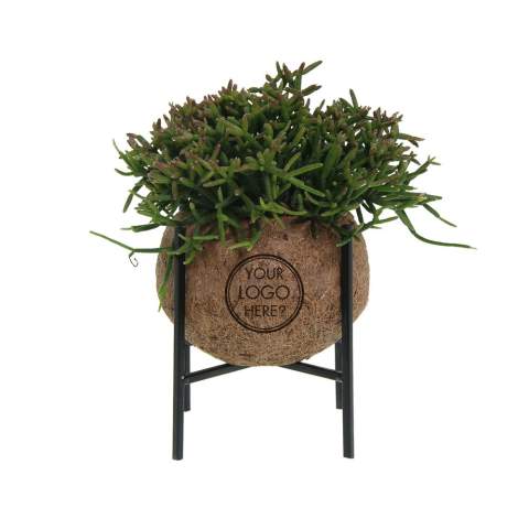 De Kokodama®, een botanische schoonheid die geen plastic bevat en voor 99% natuurlijk en 100% biologisch afbreekbaar is, biedt een unieke en duurzame optie voor relatiegeschenken. Haar bol van kokosvezels creëert een gezellig en duurzaam huis voor trendy en bijzondere planten. Hangend aan het plafond of zittend op een tafel bureau, de Kokodama® kan in elk interieur haar natuurlijke habitat vinden. Gemaakt met de hand in Sri Lanka, draagt de Kokodama® bij aan de lokale economie en stimuleert het vakmanschap. Deze Kokodama® Industrial variant bevat planten die lang meegaan, daarom is het ideaal voor op het bureau of op tafel.<br /><br />Naast het unieke uiterlijk van de Kokodama®, biedt dit product een uitstekende mogelijkheid tot personalisatie met een logo of slogan. Hierdoor wordt het meer dan alleen een decoratief object; het fungeert als een subtiel middel om jouw bedrijf of merk te promoten, of om simpelweg een boodschap over te brengen. Op deze manier bouw je een positieve associatie op met jouw bedrijf of merk, terwijl de Kokodama® op de bureaus van relaties of medewerkers prijkt. De Kokodama® wordt nog leuker om te geven én te ontvangen dankzij de passende FSC geschenkverpakking. Door dit geschenk te geven, toon je niet enkel waardering, maar versterk je ook relaties en betrokkenheid, terwijl je tegelijkertijd een positieve impact hebt op het imago van jouw bedrijf. <br /><br />Heeft u vragen over dit product, de gewenste personalisatie of eventuele verpakkingen? Neem dan gerust contact met ons op.