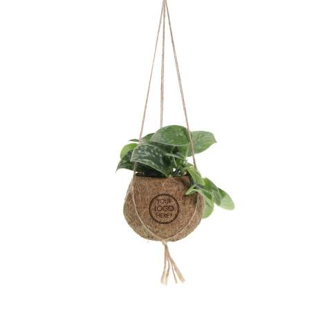 De Kokodama®, een botanische schoonheid die geen plastic bevat en voor 99% natuurlijk en 100% biologisch afbreekbaar is, biedt een unieke en duurzame optie voor relatiegeschenken. Haar bol van kokosvezels creëert een gezellig en duurzaam huis voor trendy en bijzondere planten. Hangend aan het plafond of zittend op een tafel bureau, de Kokodama® kan in elk interieur haar natuurlijke habitat vinden. Gemaakt met de hand in Sri Lanka, draagt de Kokodama® bij aan de lokale economie en stimuleert het vakmanschap. Deze Kokodama® mix bevat verschillende soorten groene planten welke met zorg zijn uitgekozen, deze levende planten vergen natuurlijk wel wat onderhoud. <br /><br />Naast het unieke uiterlijk van de Kokodama®, biedt dit product een uitstekende mogelijkheid tot personalisatie met een logo of slogan. Hierdoor wordt het meer dan alleen een decoratief object; het fungeert als een subtiel middel om jouw bedrijf of merk te promoten, of om simpelweg een boodschap over te brengen. Op deze manier bouw je een positieve associatie op met jouw bedrijf of merk, terwijl de Kokodama® op de bureaus van relaties of medewerkers prijkt. De Kokodama® wordt nog leuker om te geven én te ontvangen dankzij de passende FSC geschenkverpakking. Door dit geschenk te geven, toon je niet enkel waardering, maar versterk je ook relaties en betrokkenheid, terwijl je tegelijkertijd een positieve impact hebt op het imago van jouw bedrijf. <br /><br />Heeft u vragen over dit product, de gewenste personalisatie of eventuele verpakkingen? Neem dan gerust contact met ons op.