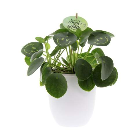 Met deze levende plant tover je een glimlach op het gezicht van je relaties, straal je positiviteit uit en breng je leven op kantoor. De trendy Pannenkoekplant is omgetoverd tot de Smylieplant®, die iedereen blij maakt. De Pilea peperomioides, beter bekend als de Pannenkoekplant, is weer helemaal terug van weggeweest. Deze bekende plant heeft 3 smileys, wat zorgt voor een unieke uitstraling. Het wordt ook wel de ideale bureauplant genoemd, omdat zowel planten zelf als lachen goed zijn voor de gezondheid. Wanneer deze plant voldoende water en licht krijgt, kan hij heel lang meegaan. De smileys en logo's blijven op de plant staan, tenzij het blad waarop ze staan afvalt. Dit is een normaal verschijnsel bij planten, maar dit kan wel enige tijd duren.<br /><br />Het is uiteraard mogelijk om de Smylieplant® te personaliseren met jouw logo of ontwerp. Dankzij onze speciale technieken heeft het aanbrengen van de smileys of logo's geen invloed op de levensduur. Hiermee kun je jouw logo, slogan of boodschap laten schitteren op één of alle bladeren van de Smylieplant®, wat een unieke indruk achterlaat. Bovendien bieden we ook de mogelijkheid om de plantenpot te bedrukken of een gepersonaliseerd kaartje bij te voegen. Wil je echt eens een glimlach op iemands gezicht toveren en positiviteit uitstralen, dan is de Smylieplant® het perfecte item.<br /><br />De Smylieplant® is deels seizoensgebonden en groeit aanzienlijk beter in de zomer dan in de winter door de grotere hoeveelheid licht en zon. Neem contact met ons op voor de actuele beschikbaarheid en kwaliteit tijdens de winterperiode. Dit product wordt altijd in een beschermende transparante plantensleeve ingepakt, ook wanneer dit in een giftbox verpakt wordt. Dit doen wij om de plant te beschermen tegen eventuele beschadigingen. Heeft u vragen over dit product, de gewenste personalisatie of eventuele verpakkingen? Neem dan gerust contact met ons op.